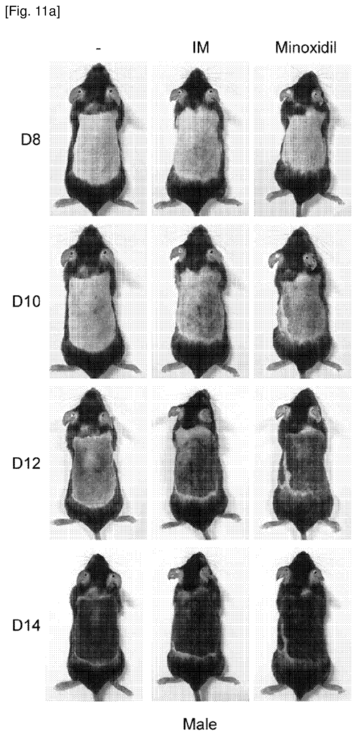 Patent US12377061 Figure 19 – Composition for promoting hair growth comprising a guanine derivative
