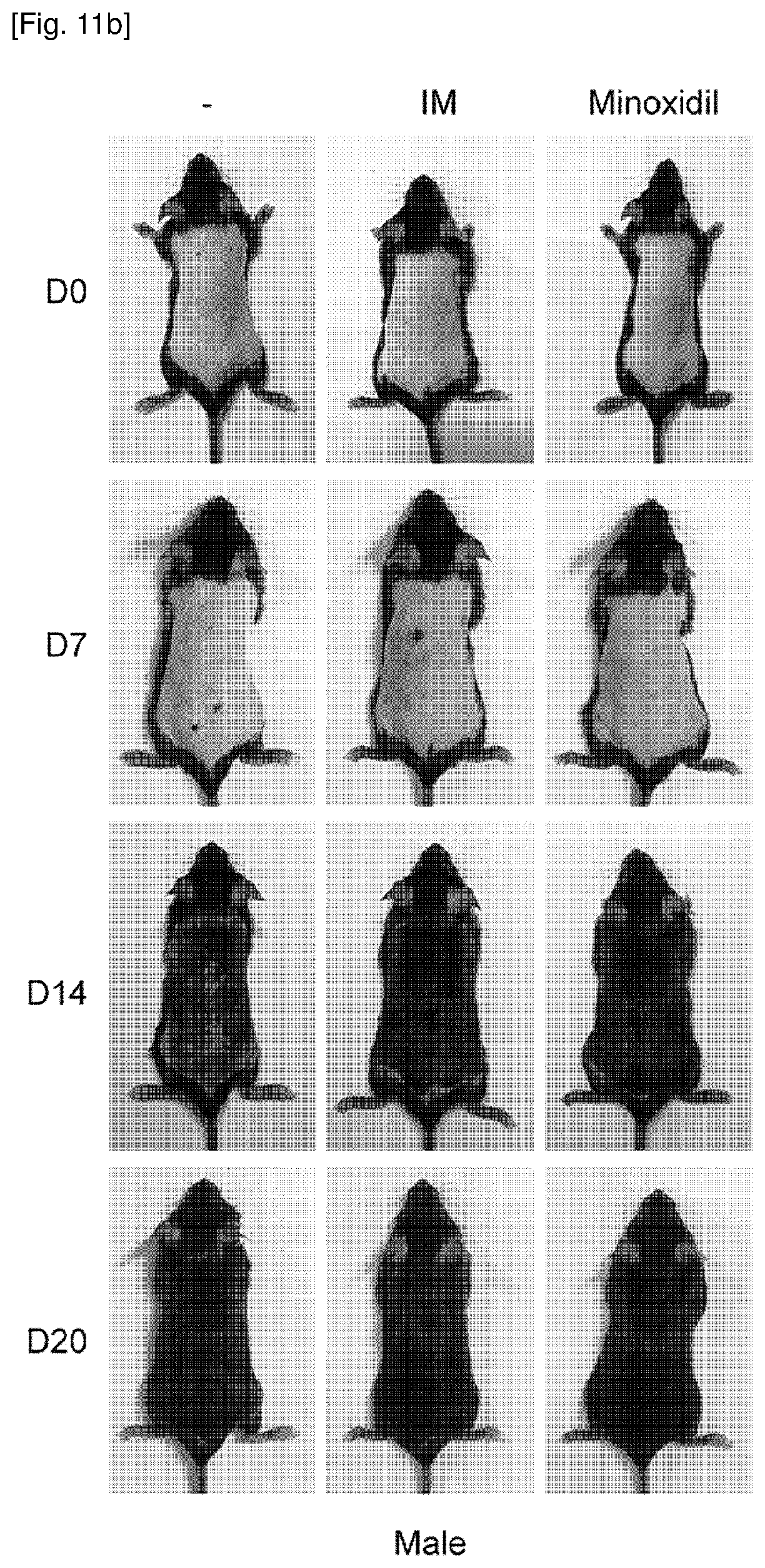 Patent US12377061 Figure 20 – Composition for promoting hair growth comprising a guanine derivative