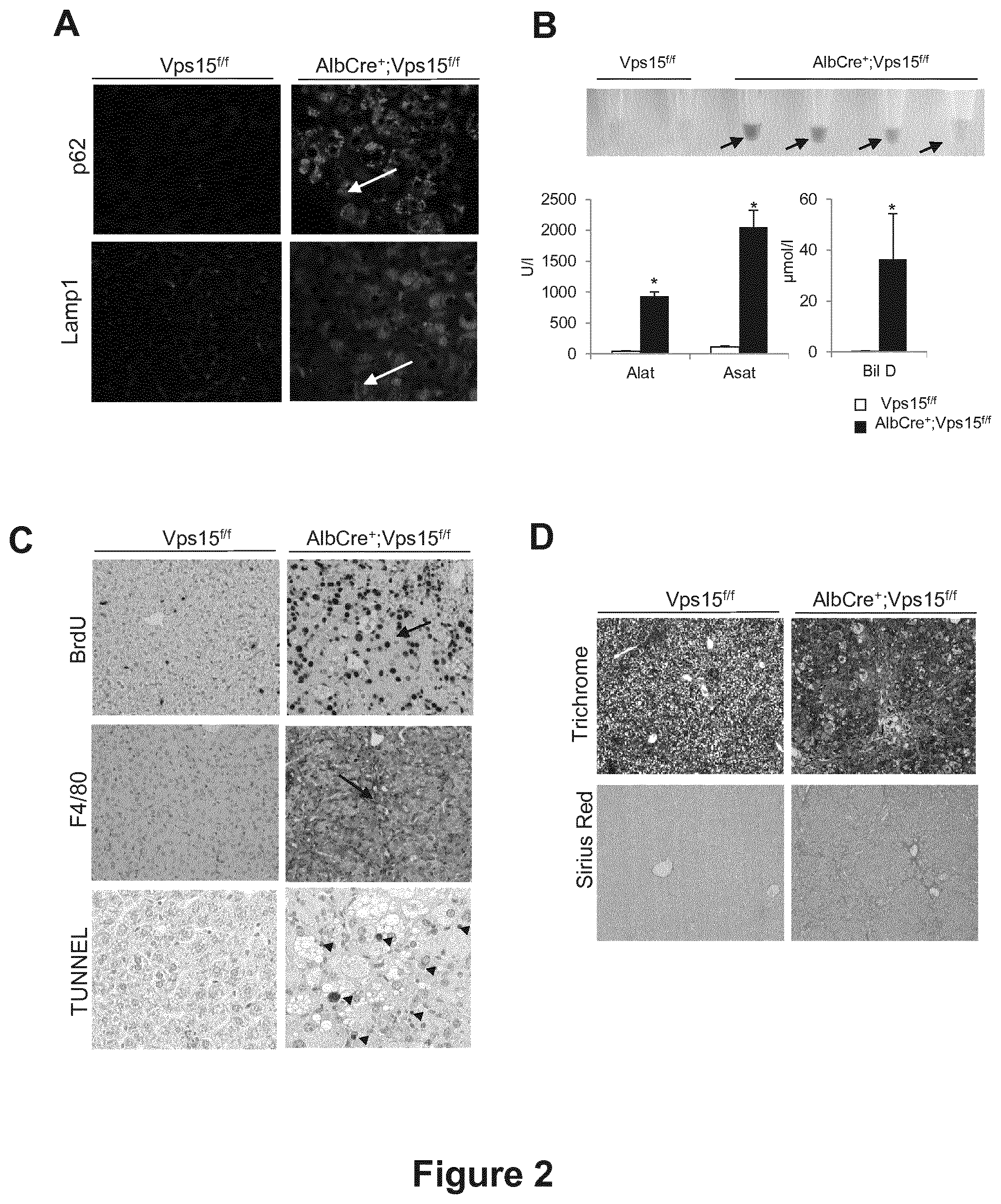 Patent US12377066 Figure 2 – Treatment of diseases associated with biliary system destruction