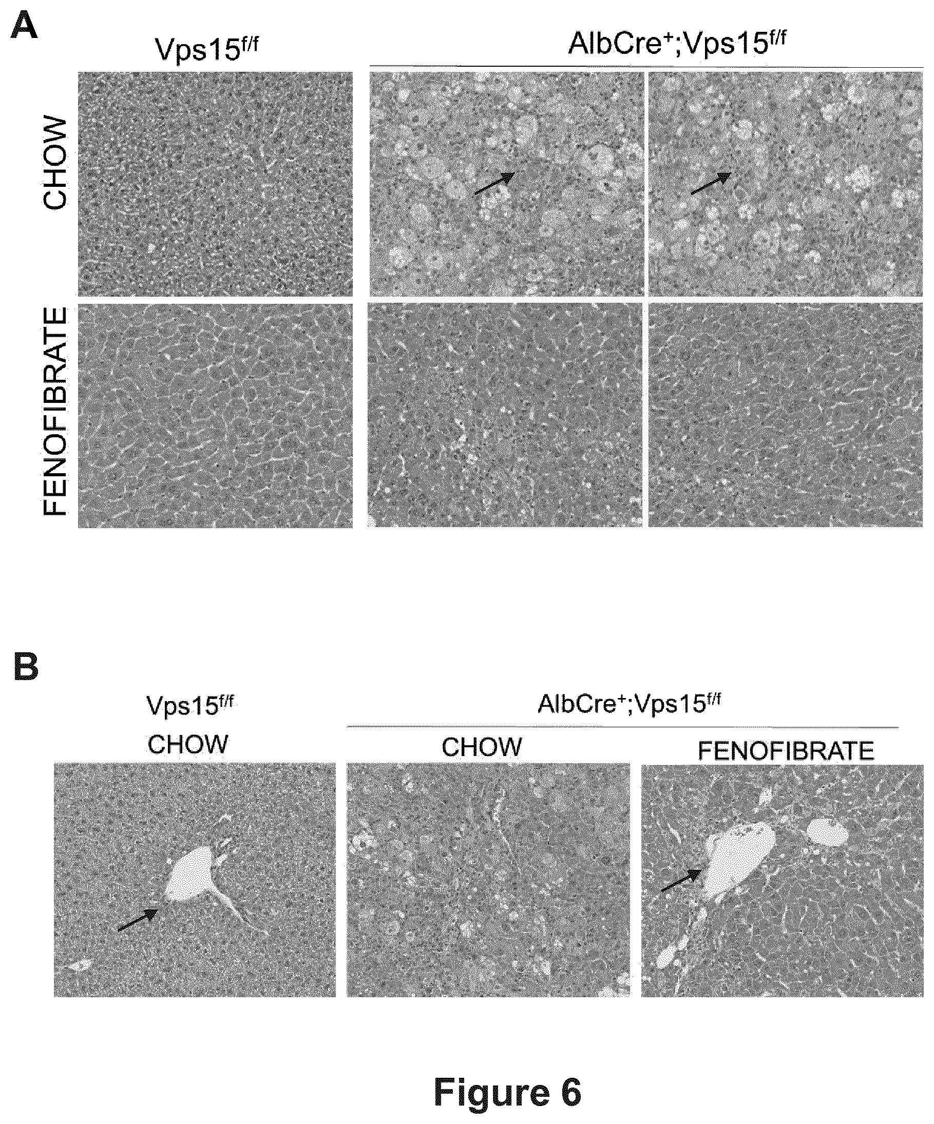Patent US12377066 Figure 6 – Treatment of diseases associated with biliary system destruction