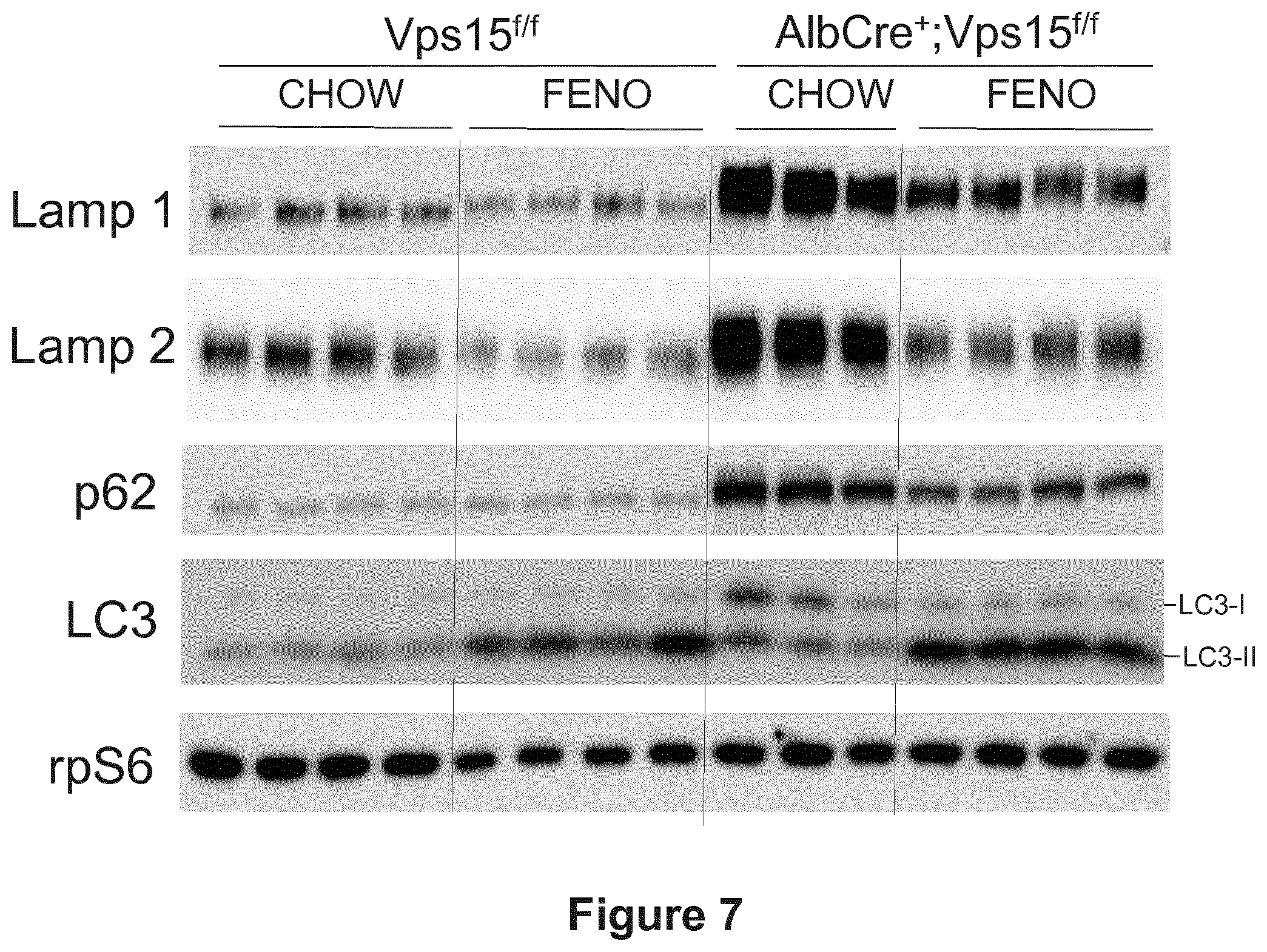 Patent US12377066 Figure 7 – Treatment of diseases associated with biliary system destruction