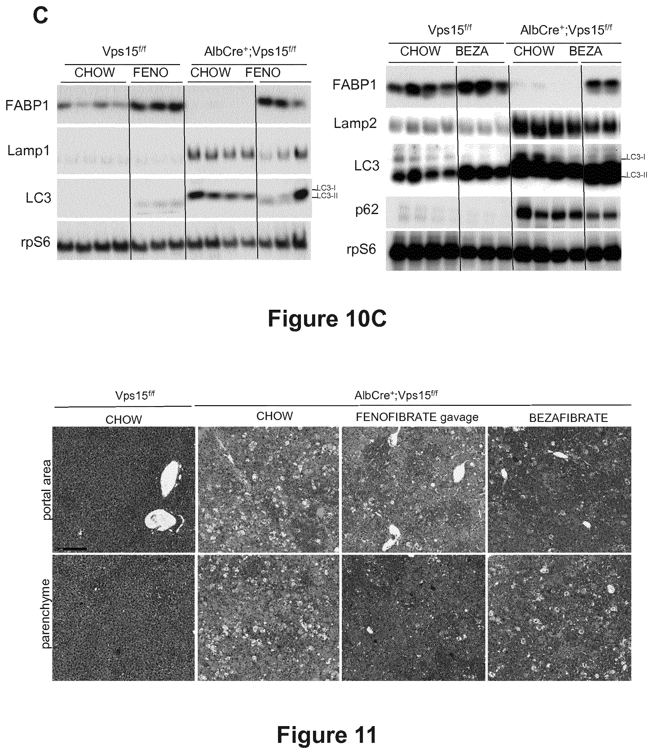 Patent US12377066 Figure 11 – Treatment of diseases associated with biliary system destruction