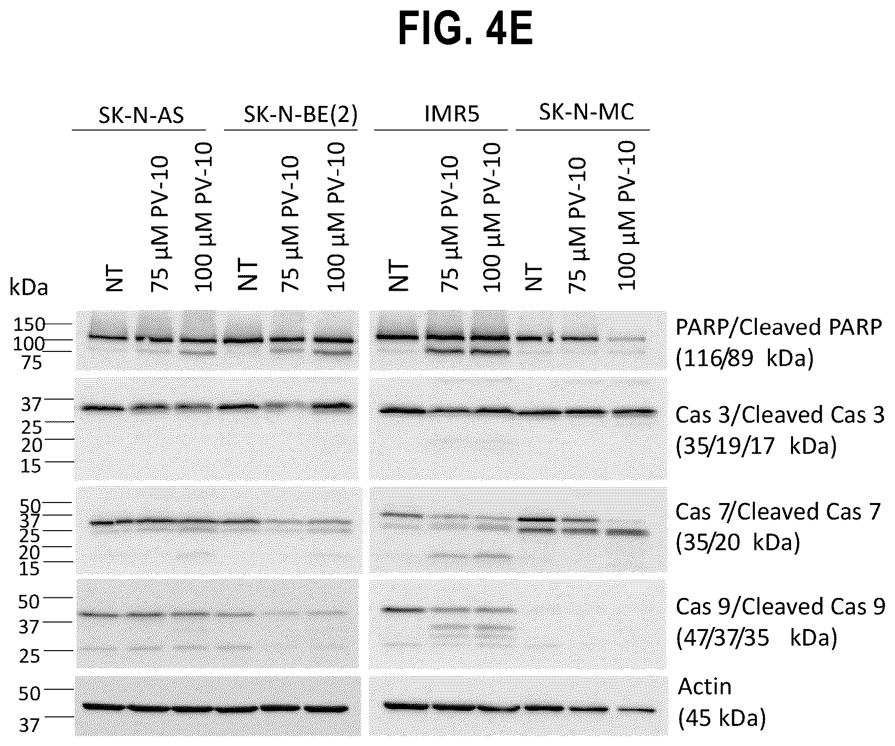 Patent US12377068 Figure 5 – In vitro and xenograft anti-tumor activity of a halogenated-xanthene against refractory pediatric solid tumors