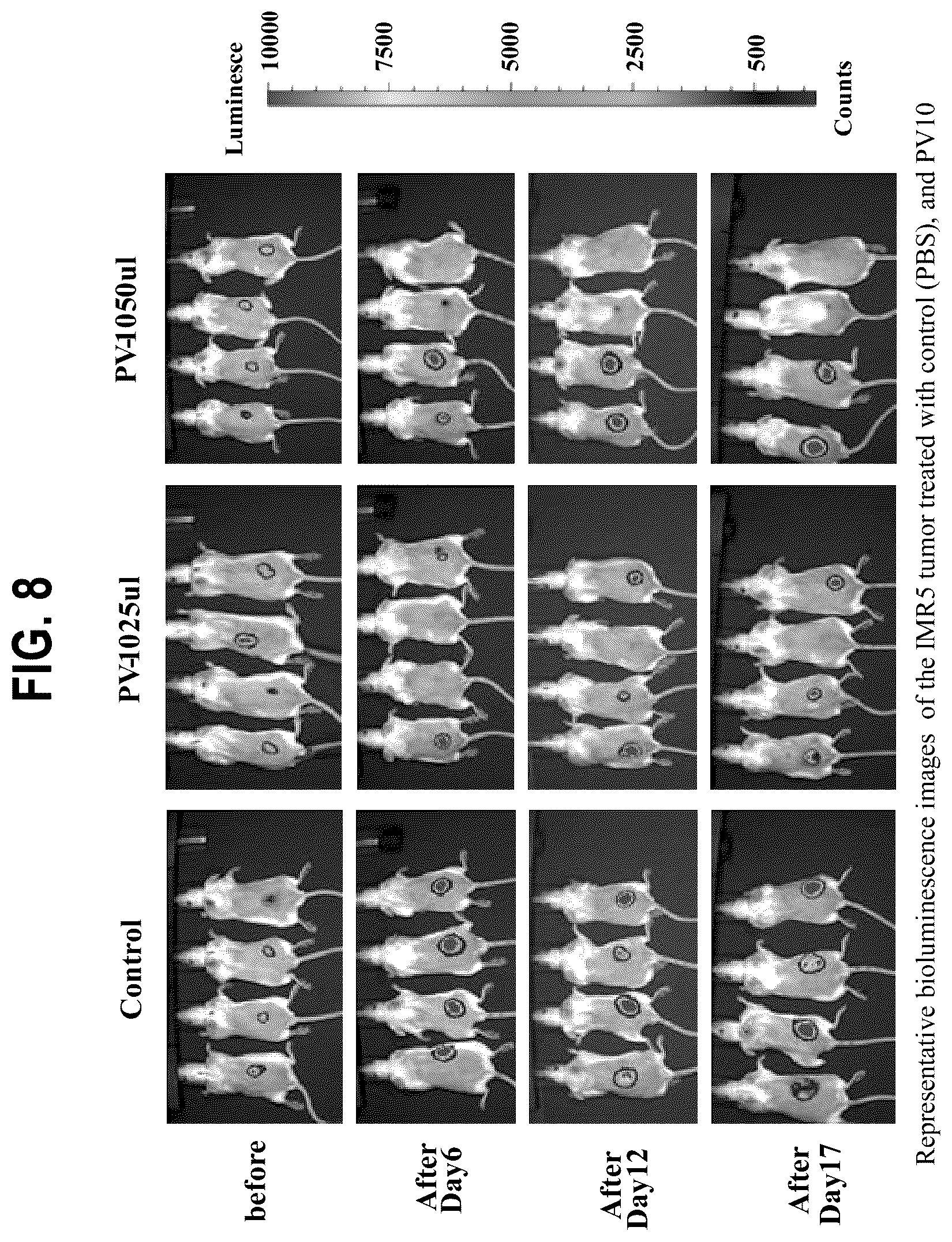 Patent US12377068 Figure 12 – In vitro and xenograft anti-tumor activity of a halogenated-xanthene against refractory pediatric solid tumors