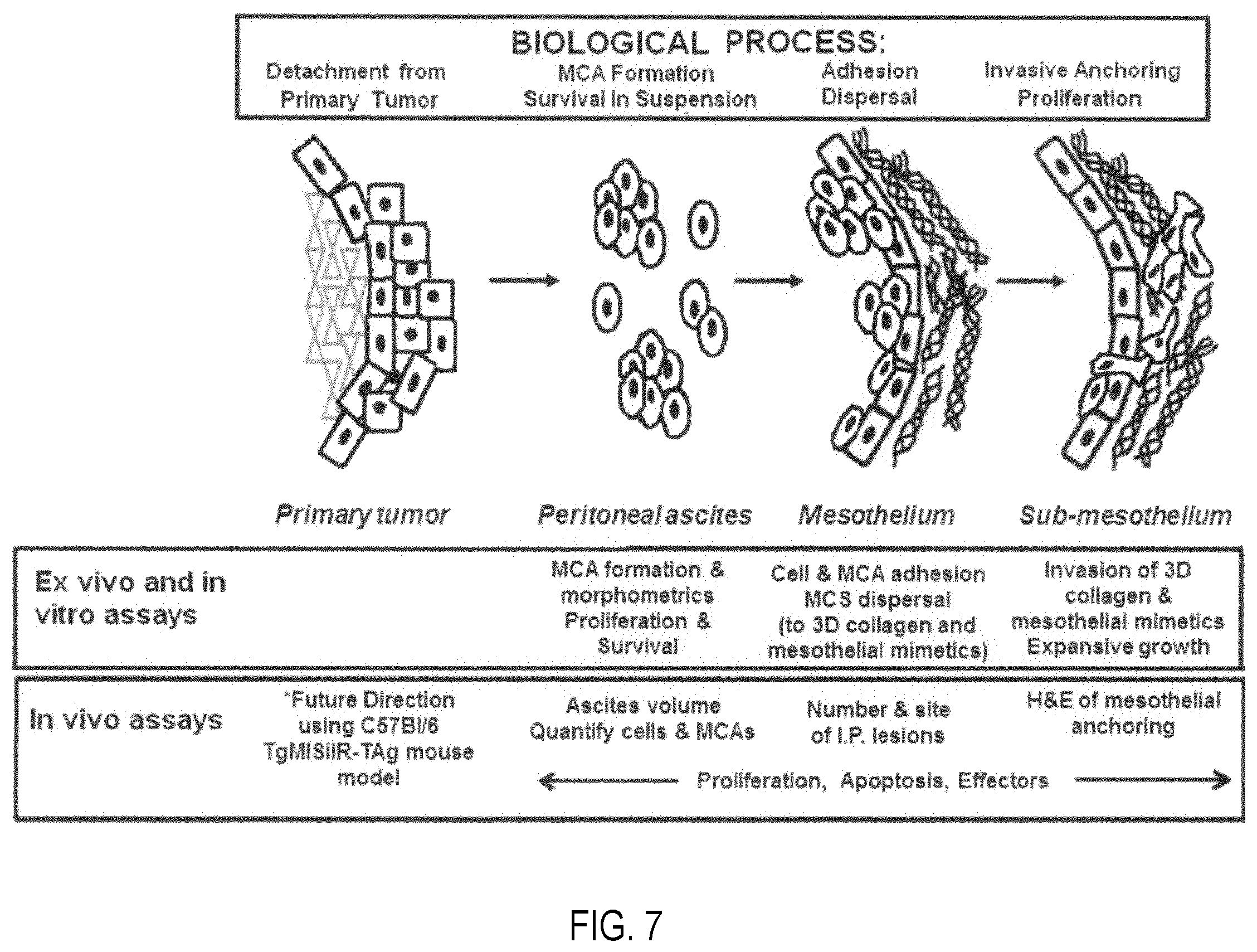 Patent US12377072 Figure 7 – Modulators of GTPases and their use