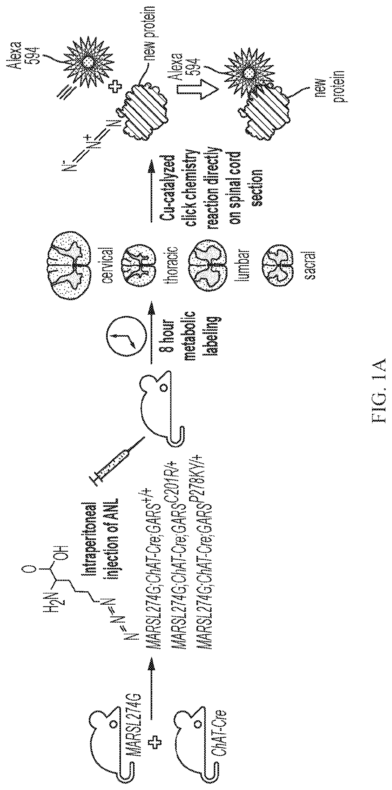 Patent US12377073 Figure 1 – Treatments for charcot-marie-tooth disease