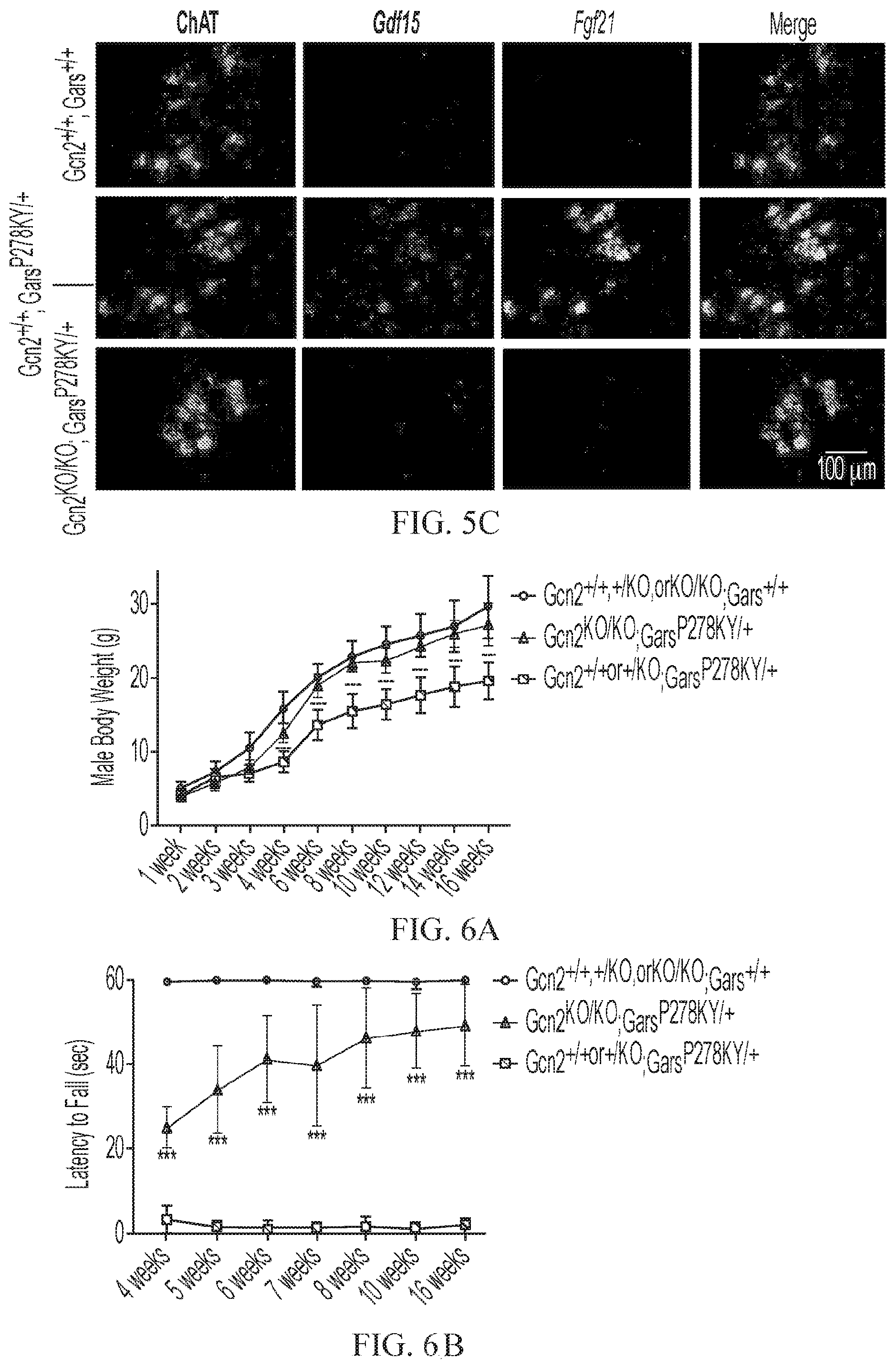 Patent US12377073 Figure 11 – Treatments for charcot-marie-tooth disease
