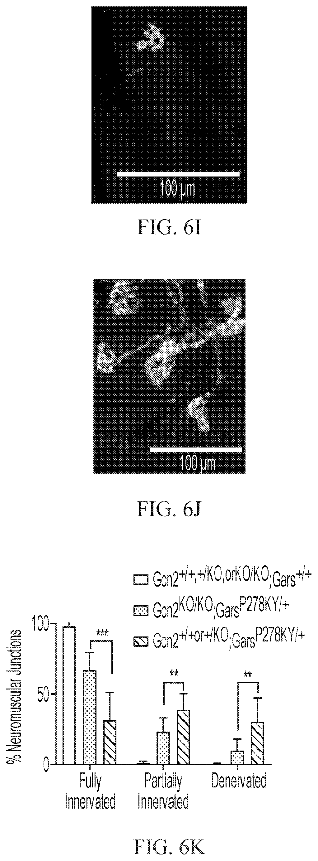 Patent US12377073 Figure 14 – Treatments for charcot-marie-tooth disease