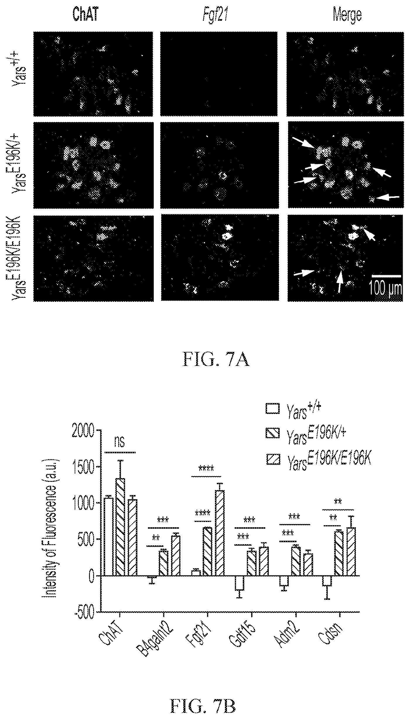 Patent US12377073 Figure 15 – Treatments for charcot-marie-tooth disease