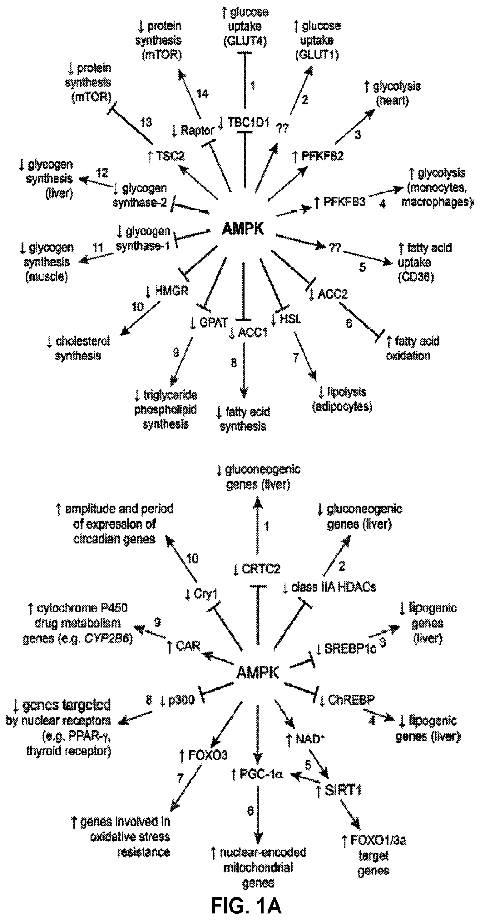Patent US12377077 Figure 1 – Methods and formulations to treat mitochondrial dysfunction