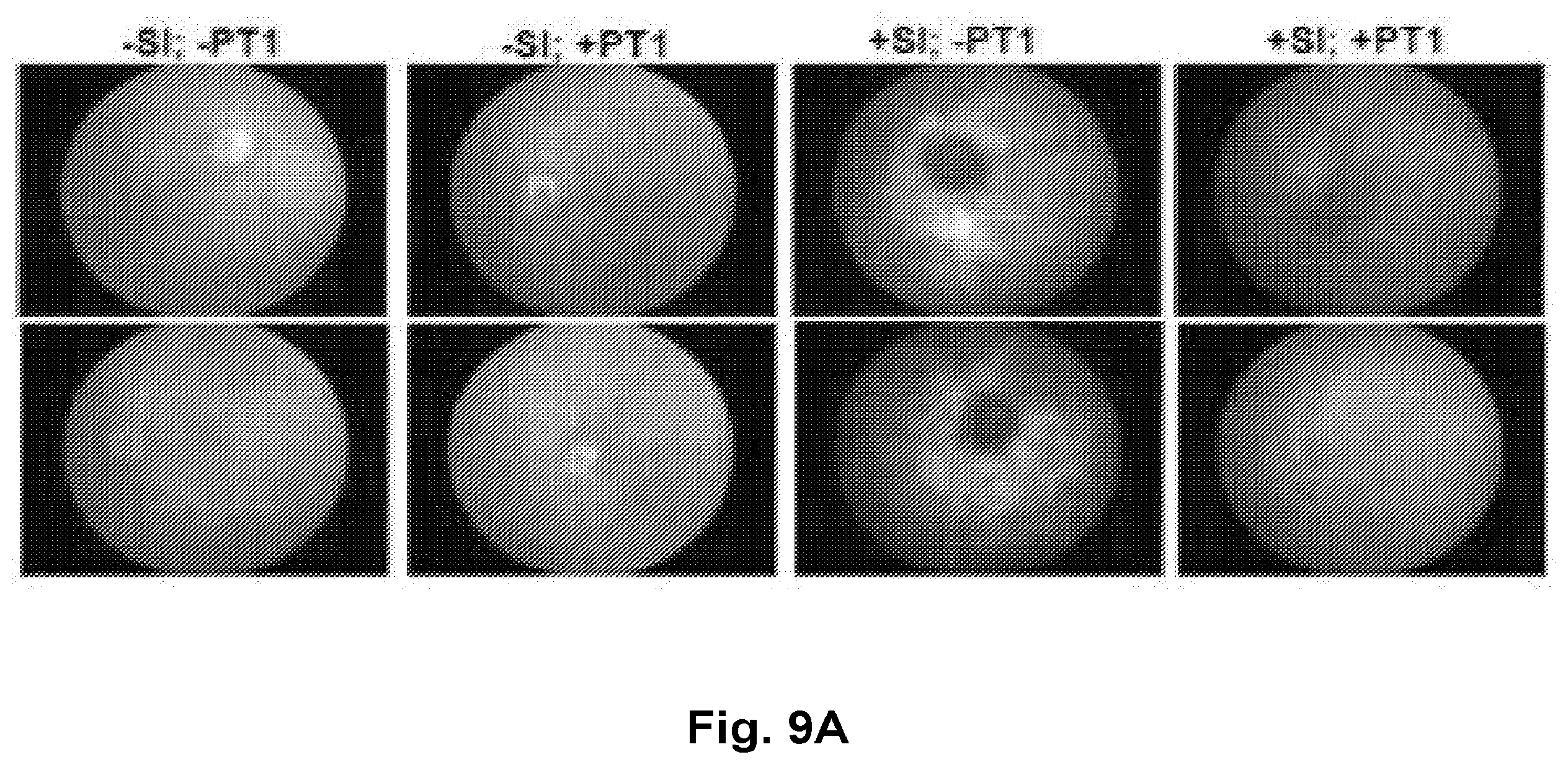 Patent US12377077 Figure 12 – Methods and formulations to treat mitochondrial dysfunction
