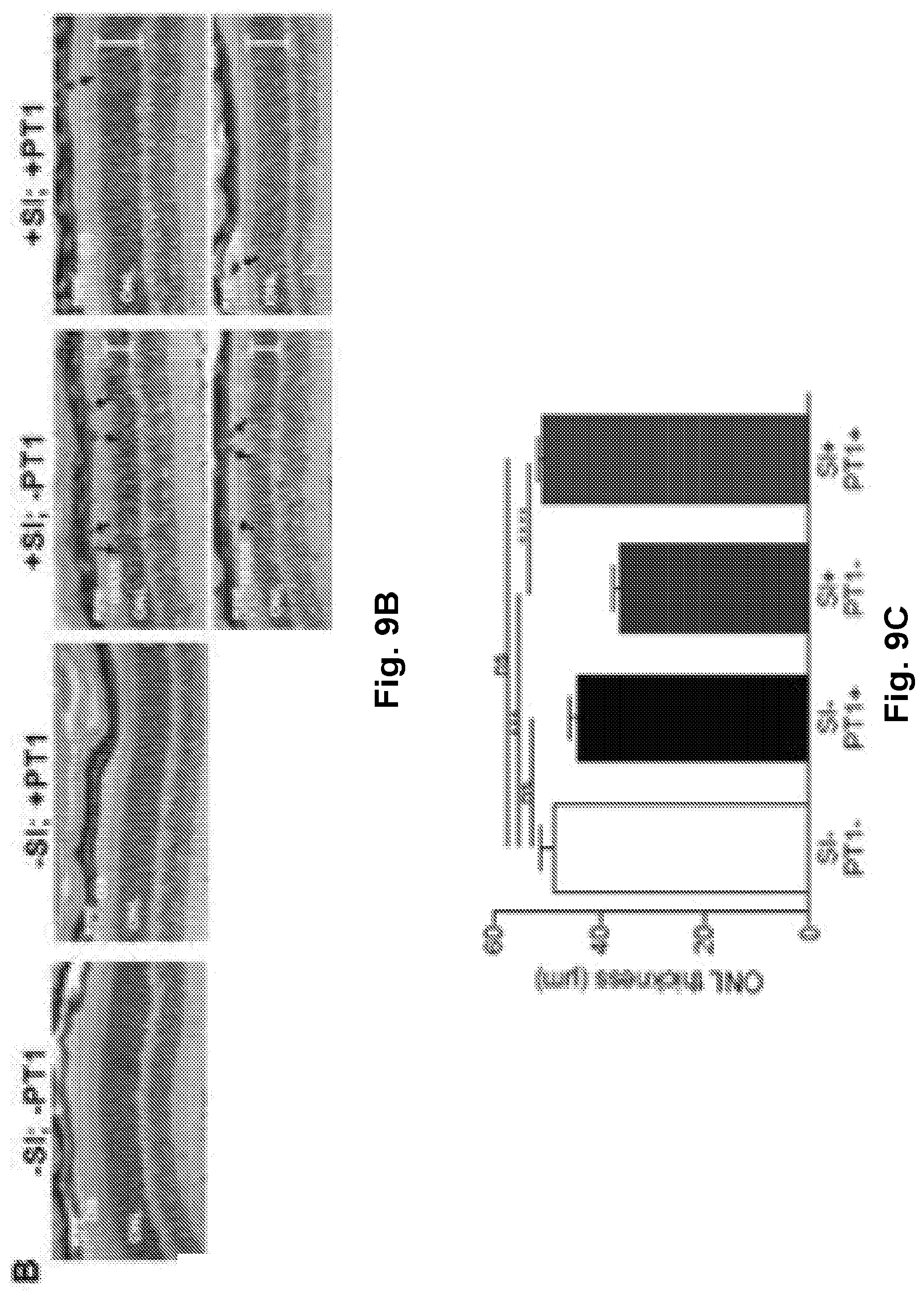 Patent US12377077 Figure 13 – Methods and formulations to treat mitochondrial dysfunction
