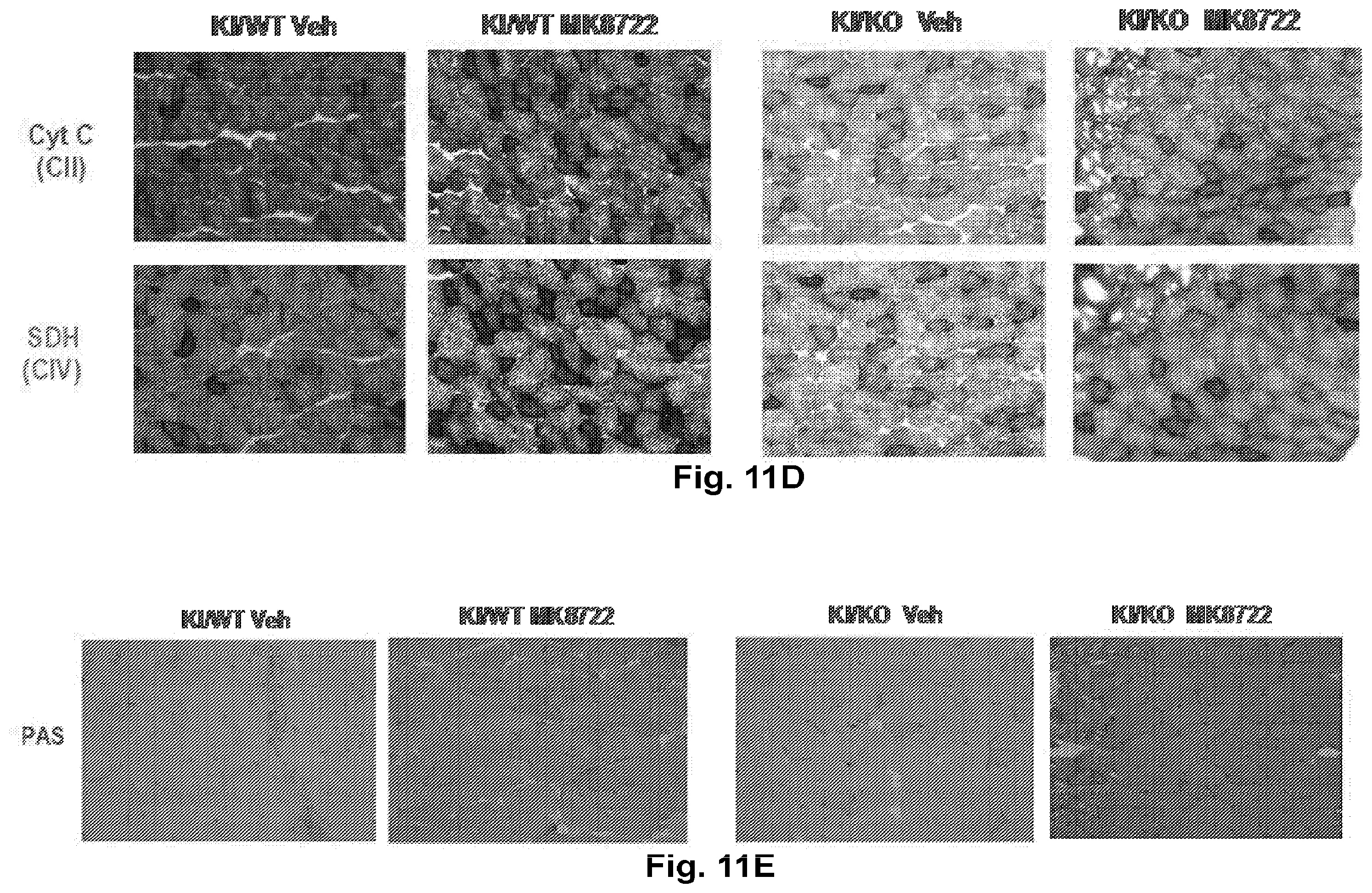 Patent US12377077 Figure 19 – Methods and formulations to treat mitochondrial dysfunction