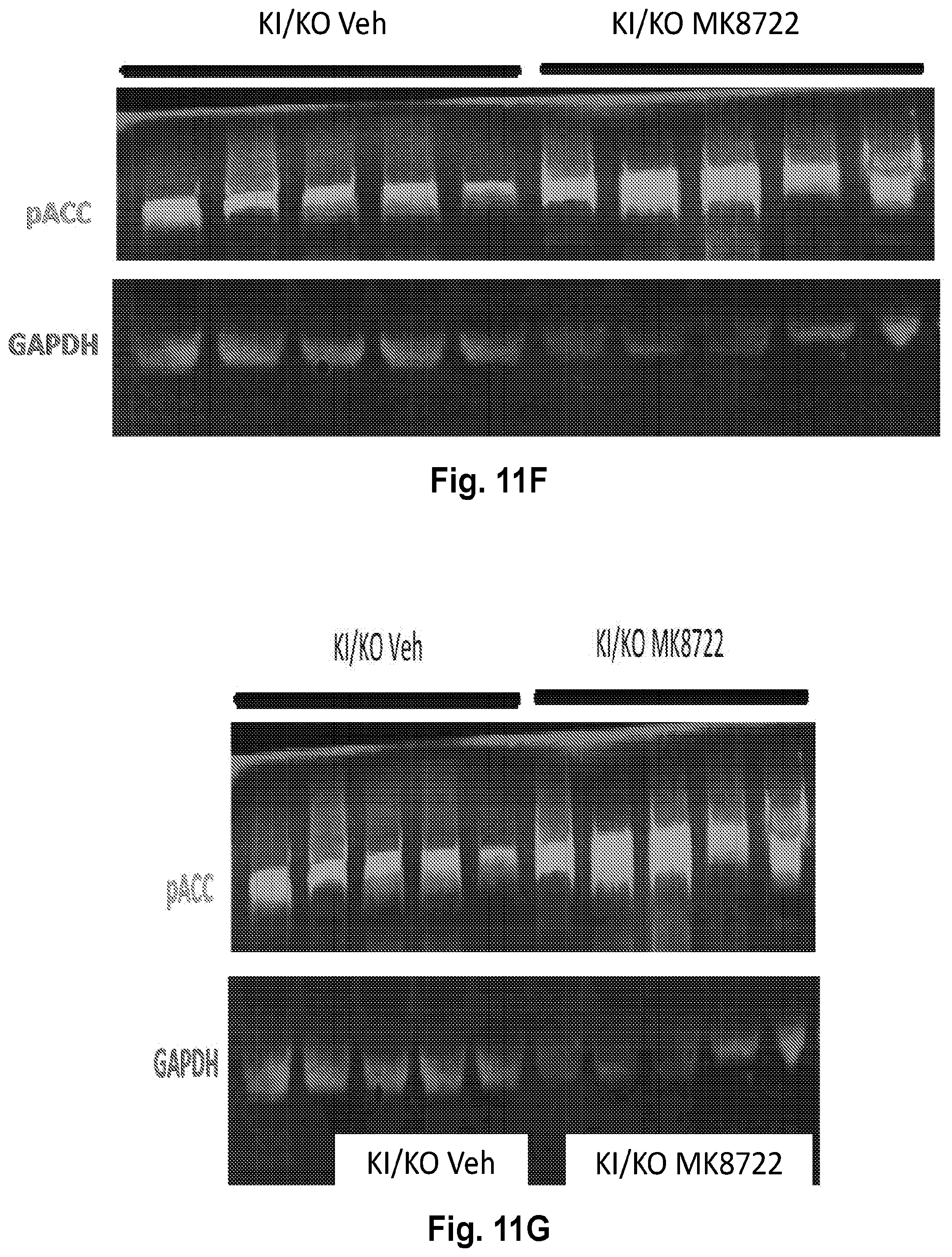 Patent US12377077 Figure 20 – Methods and formulations to treat mitochondrial dysfunction