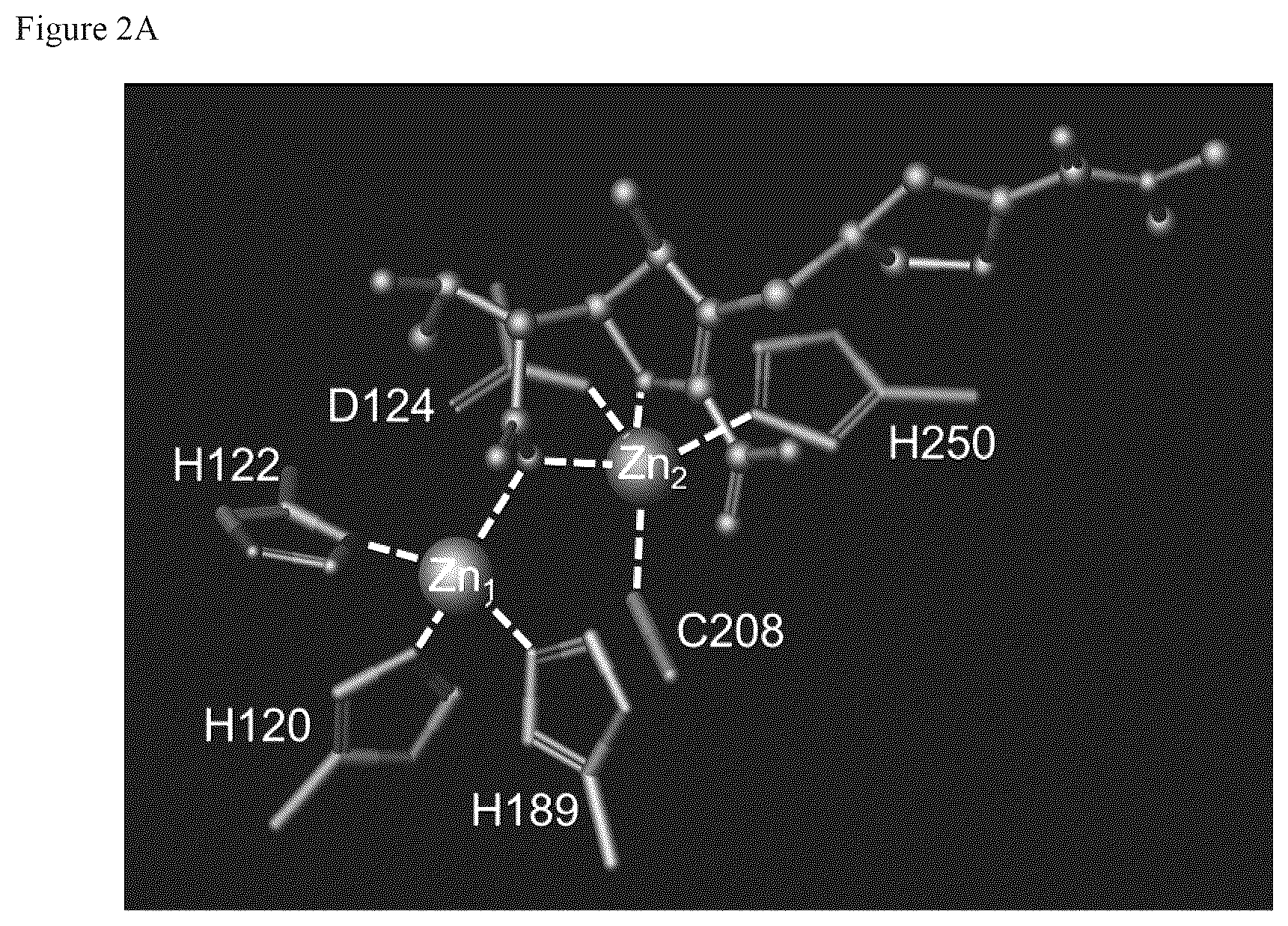 Patent US12377086 Figure 2 – Therapeutic methods, combinations and kits