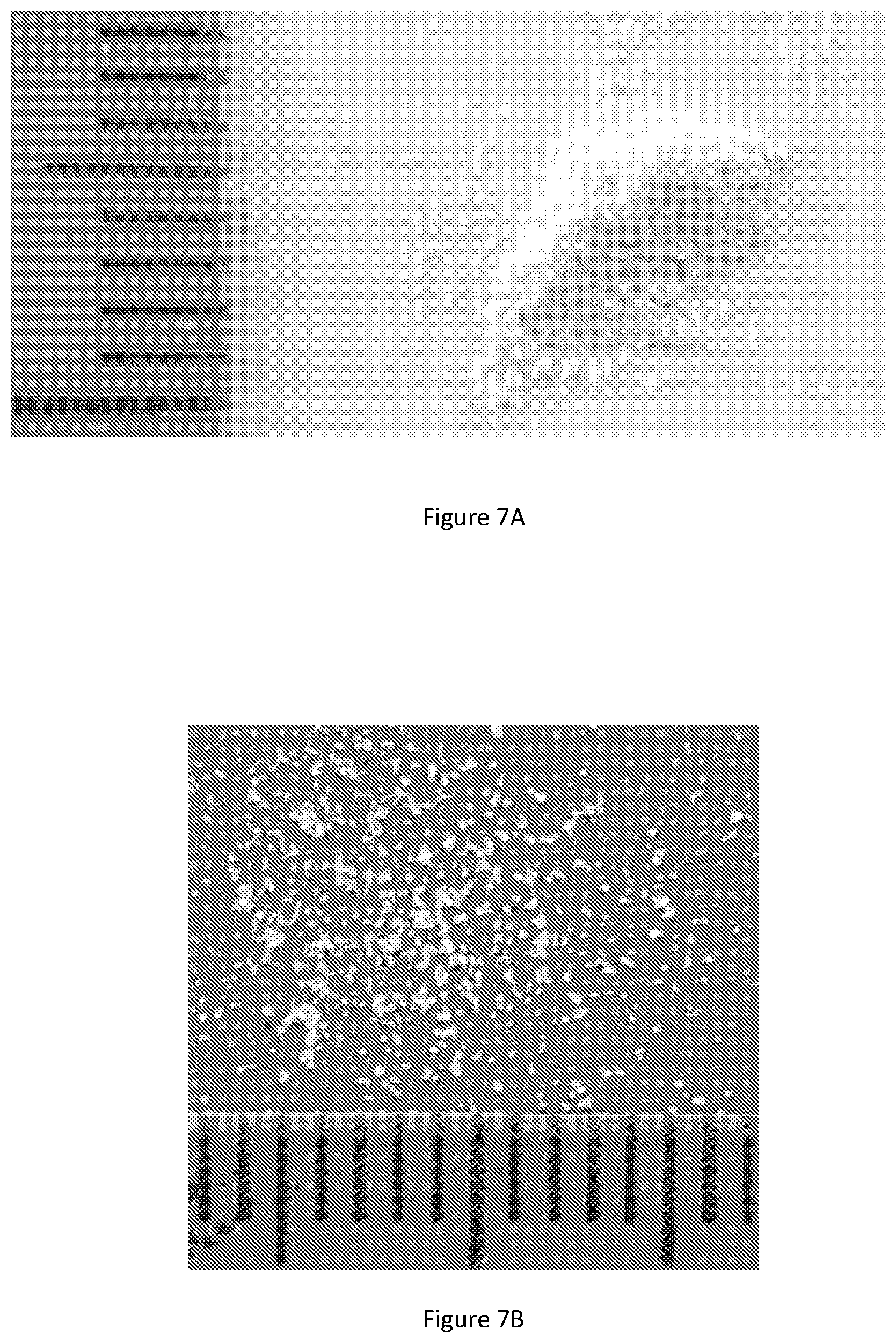 Patent US12377109 Figure 7 – Formulation and noncovalent stabilization of olivetolic acid derivatives