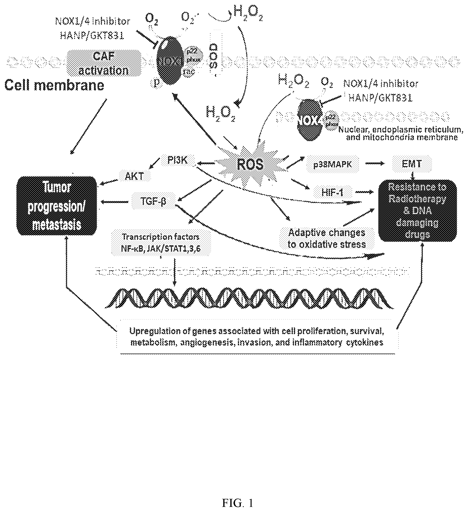 Patent US12377117 Figure 1 – Hyaluronic acid nanoparticles comprising NADPH oxidases inhibitors and uses in treating cancer