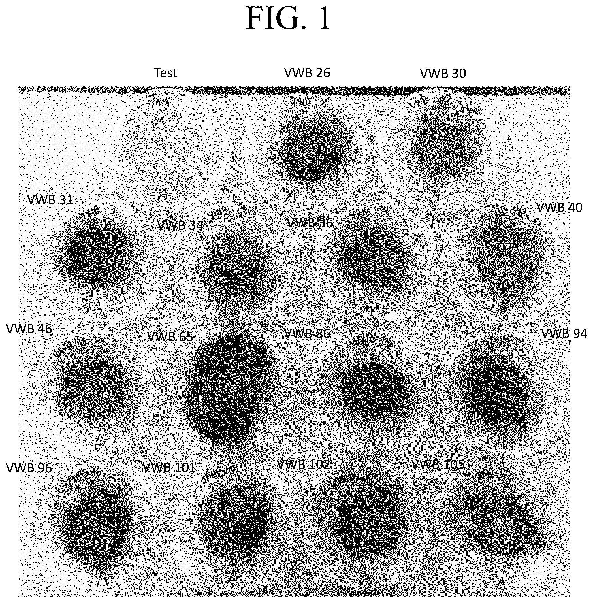 Patent US12377122 Figure 1 – Bacillus isolate compositions and methods of using and producing the same