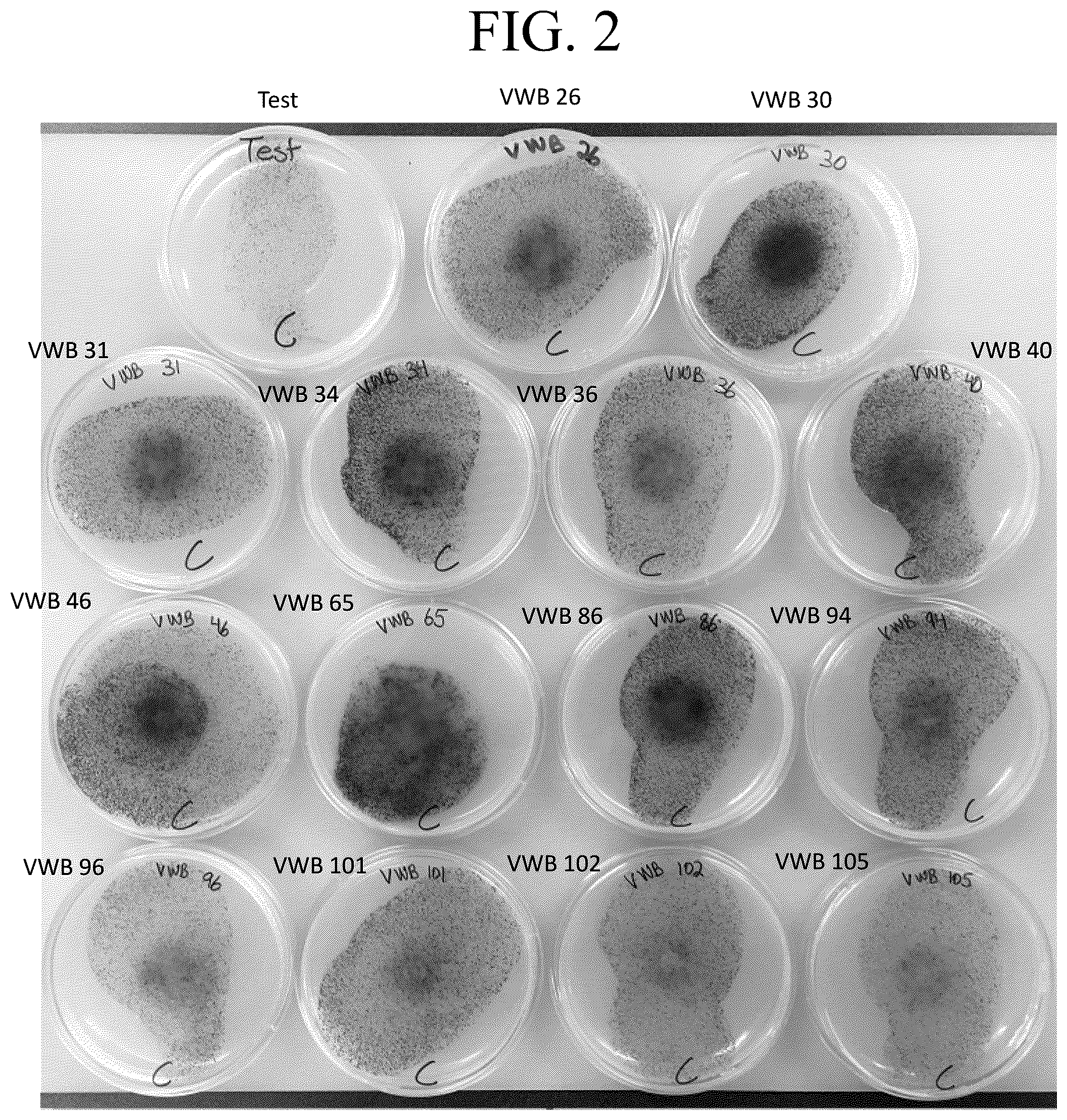 Patent US12377122 Figure 2 – Bacillus isolate compositions and methods of using and producing the same