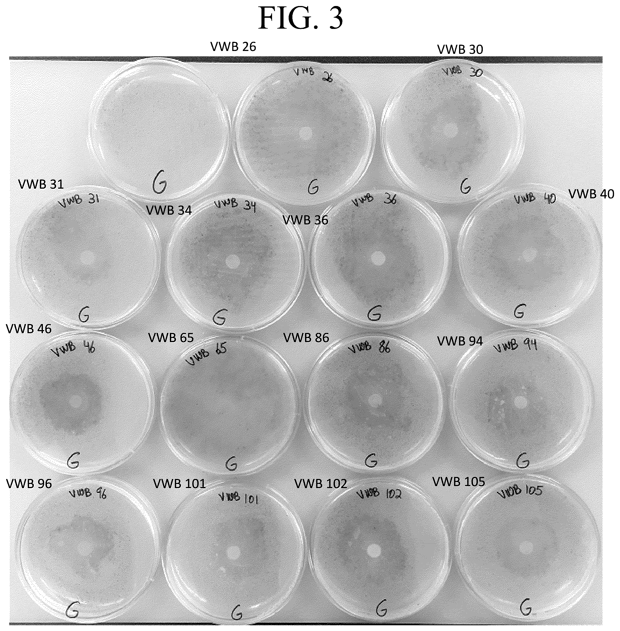 Patent US12377122 Figure 3 – Bacillus isolate compositions and methods of using and producing the same