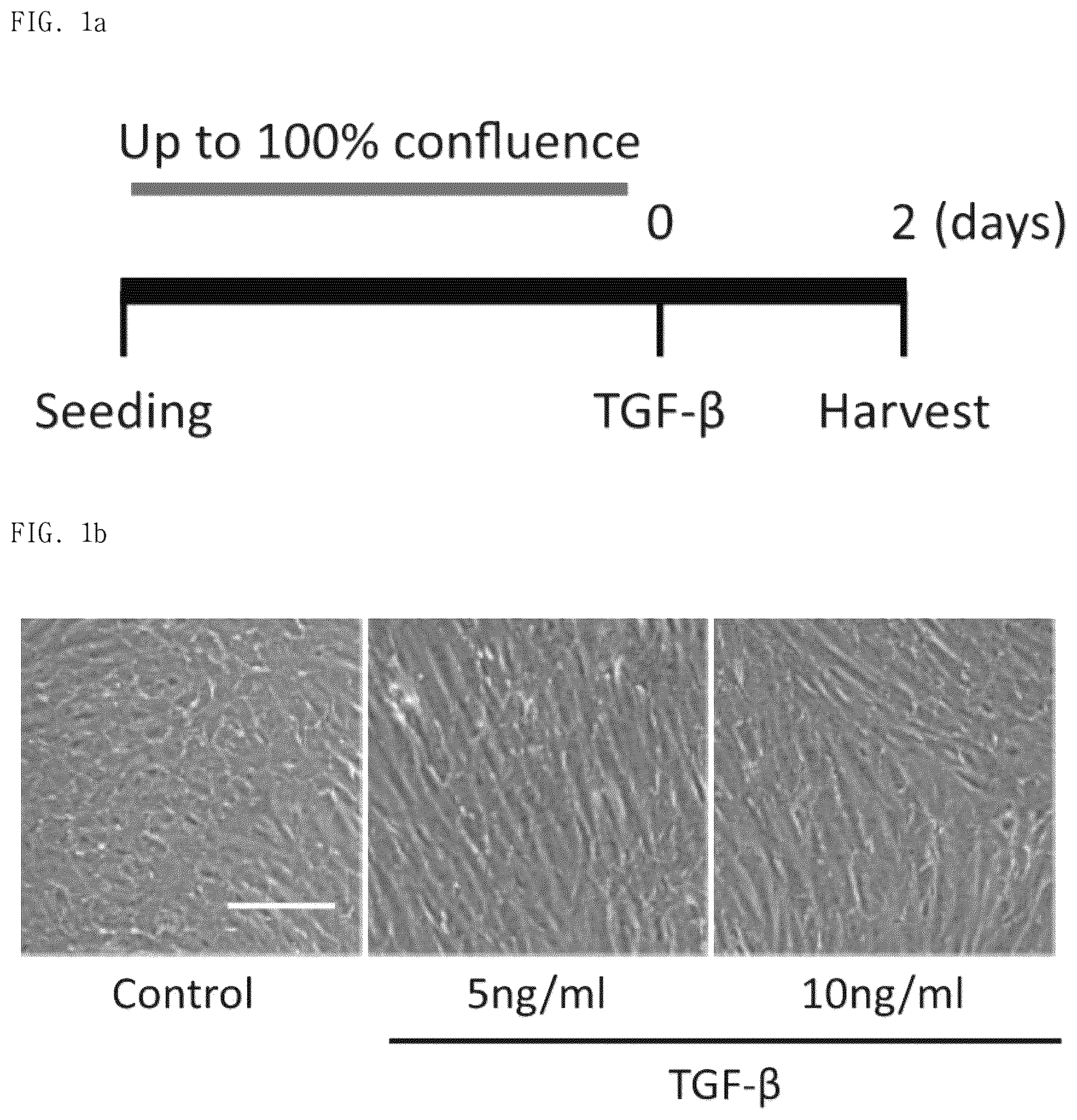 Patent US12377130 Figure 1 – Pharmaceutical composition comprising CCN5 as active ingredient, for preventing or treating retinal diseases