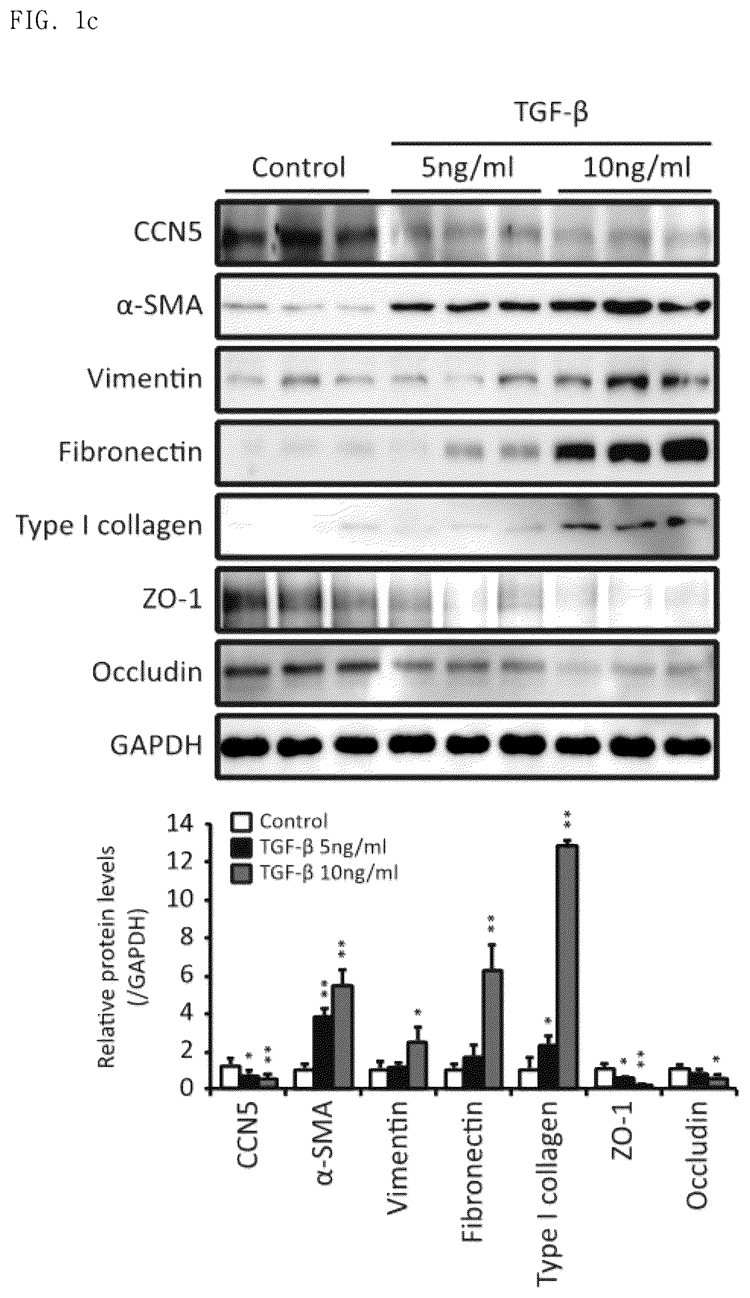 Patent US12377130 Figure 2 – Pharmaceutical composition comprising CCN5 as active ingredient, for preventing or treating retinal diseases