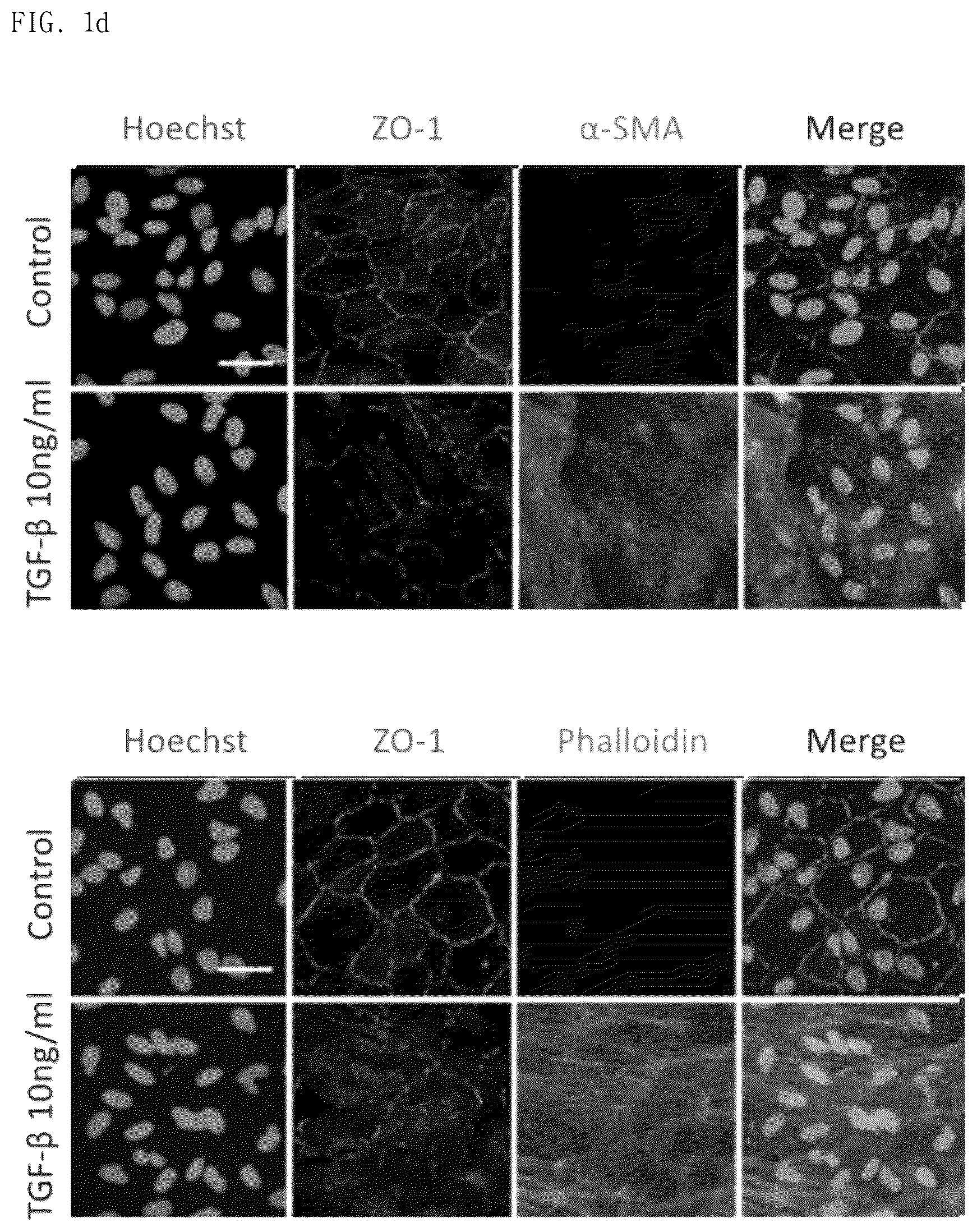 Patent US12377130 Figure 3 – Pharmaceutical composition comprising CCN5 as active ingredient, for preventing or treating retinal diseases