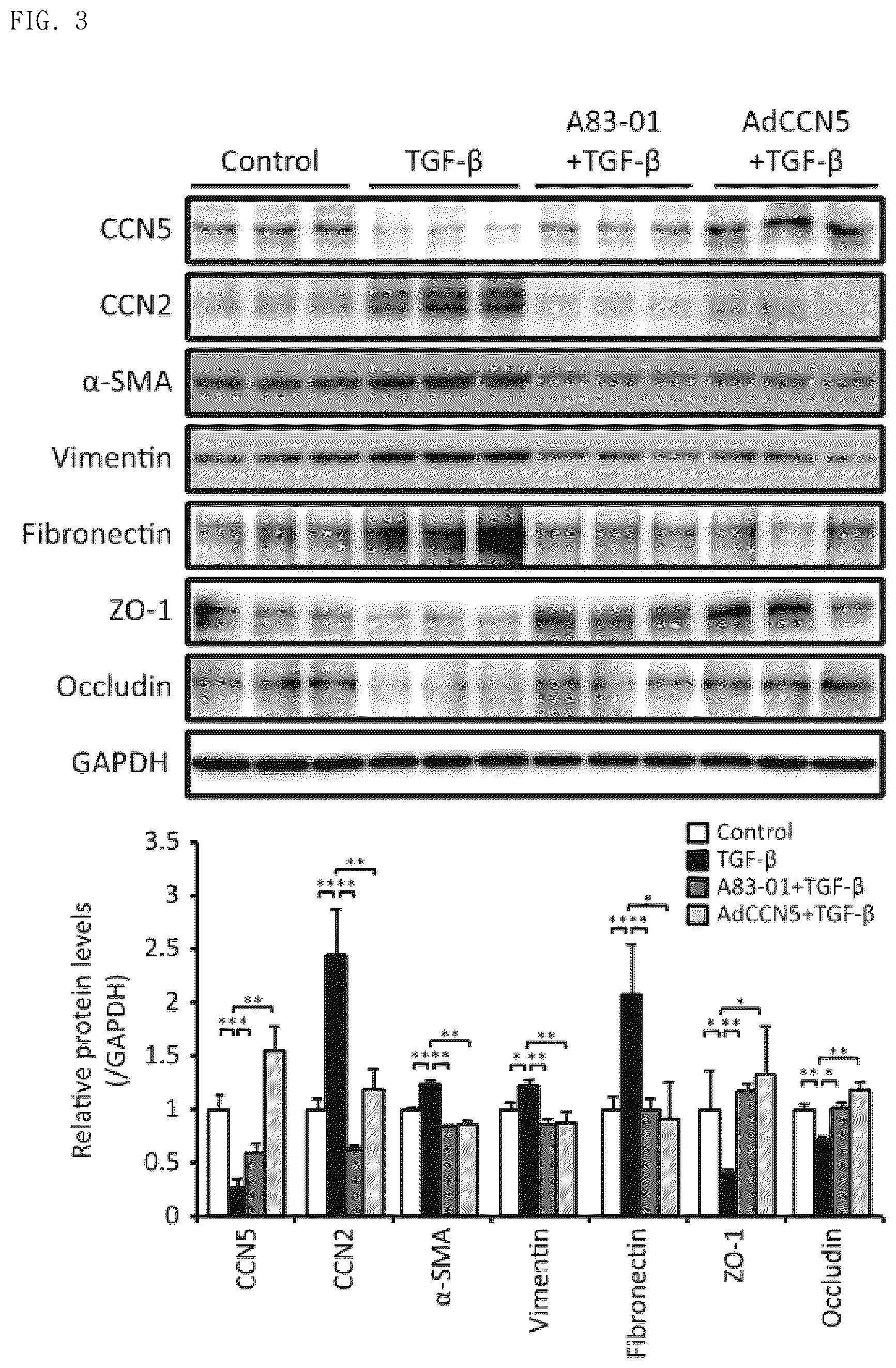 Patent US12377130 Figure 9 – Pharmaceutical composition comprising CCN5 as active ingredient, for preventing or treating retinal diseases
