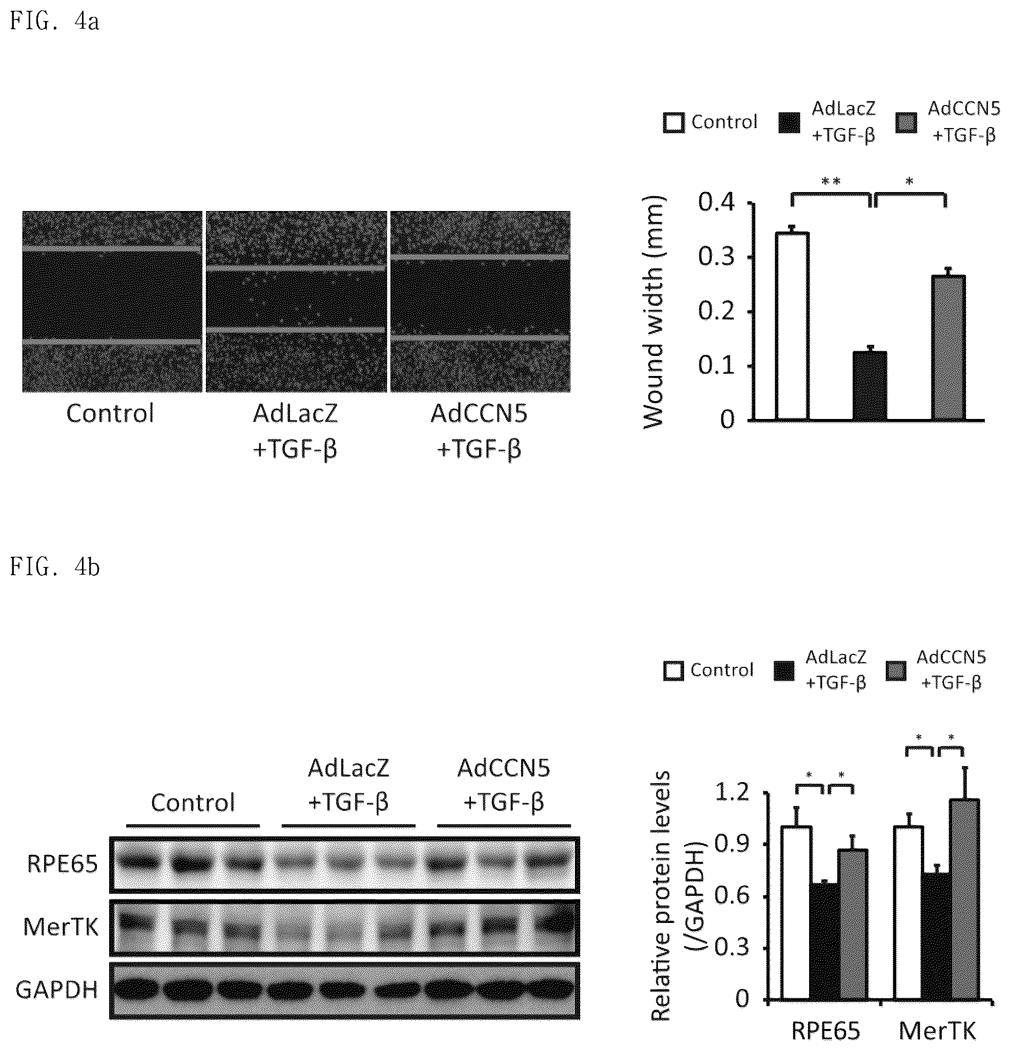 Patent US12377130 Figure 10 – Pharmaceutical composition comprising CCN5 as active ingredient, for preventing or treating retinal diseases