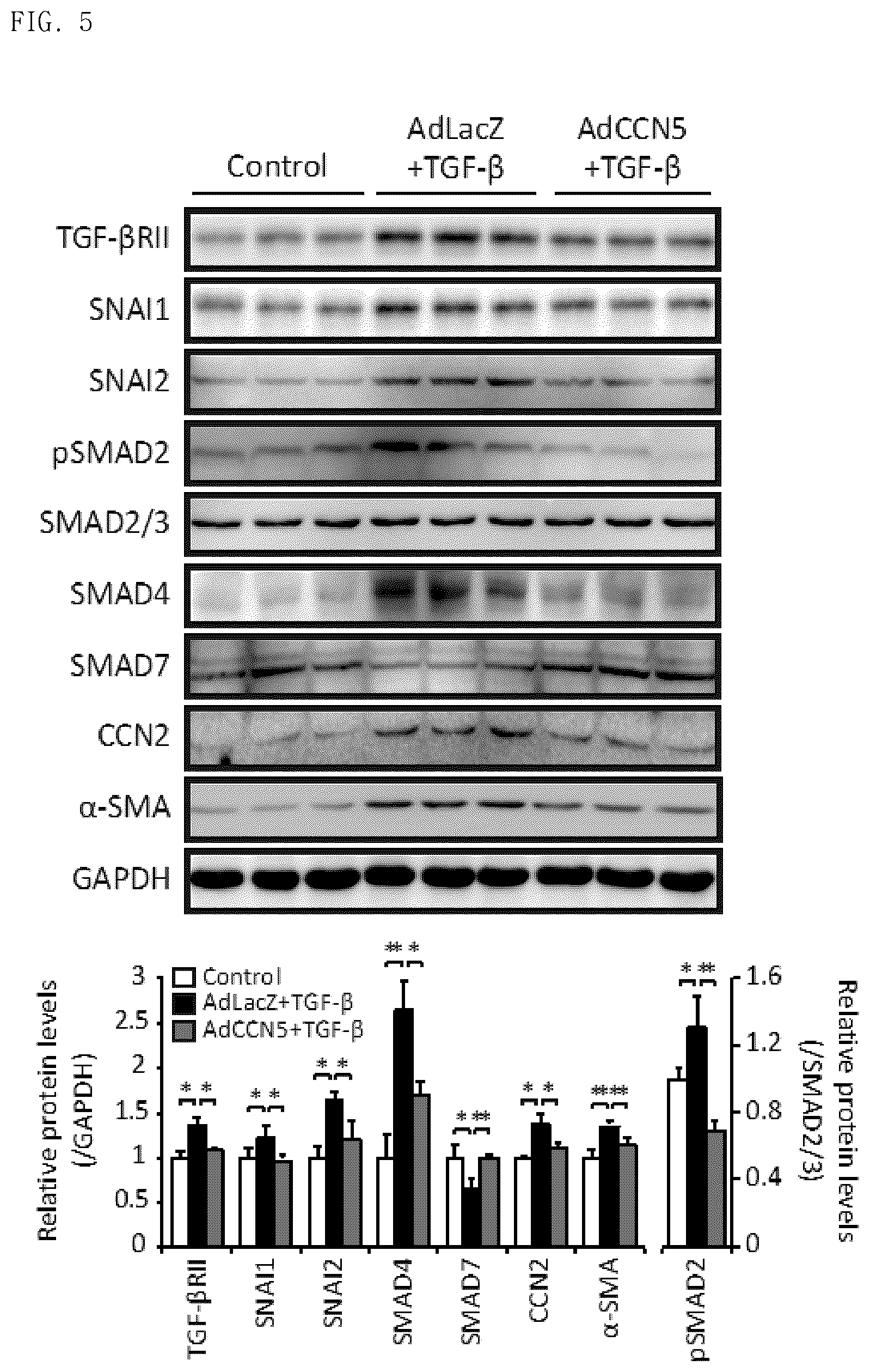 Patent US12377130 Figure 13 – Pharmaceutical composition comprising CCN5 as active ingredient, for preventing or treating retinal diseases