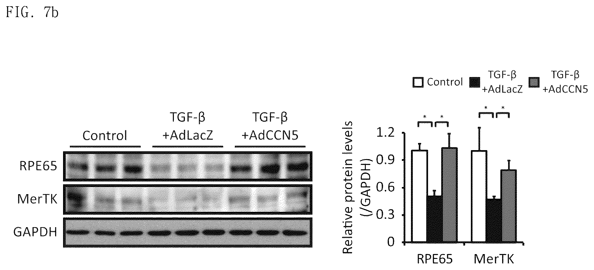 Patent US12377130 Figure 18 – Pharmaceutical composition comprising CCN5 as active ingredient, for preventing or treating retinal diseases