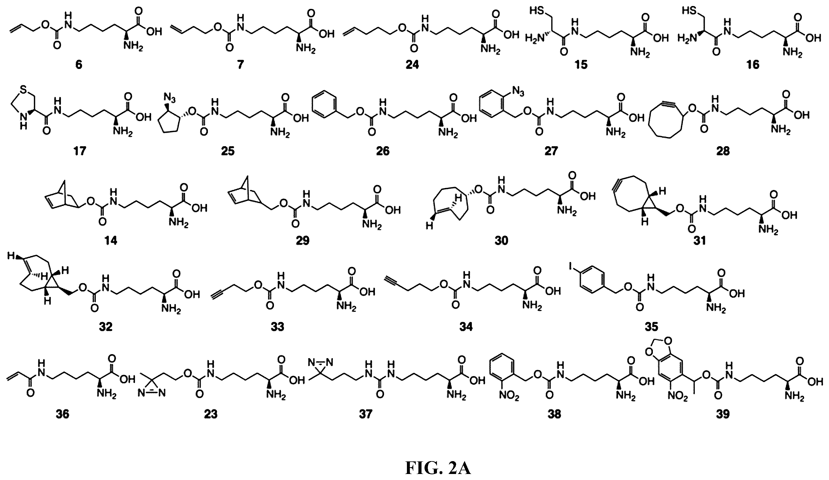 Patent US12377131 Figure 2 – Cytokine conjugates for the treatment of autoimmune diseases