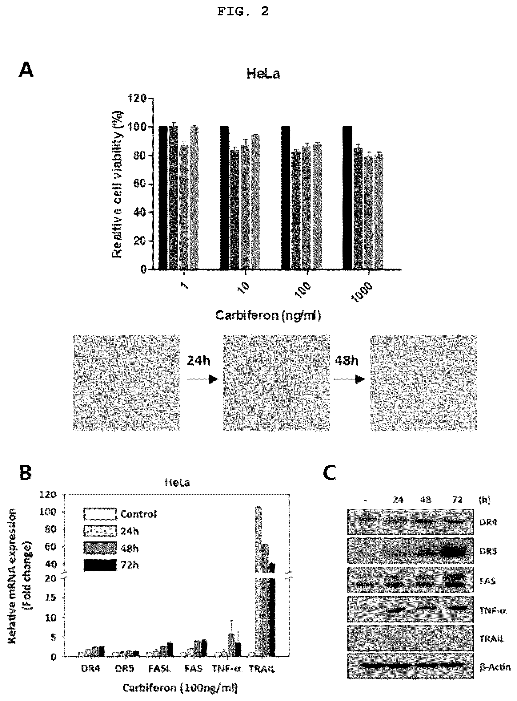 Patent US12377132 Figure 2 – Method for treating or sensitizing interferon beta resistant cancer comprising cFLIP siRNA