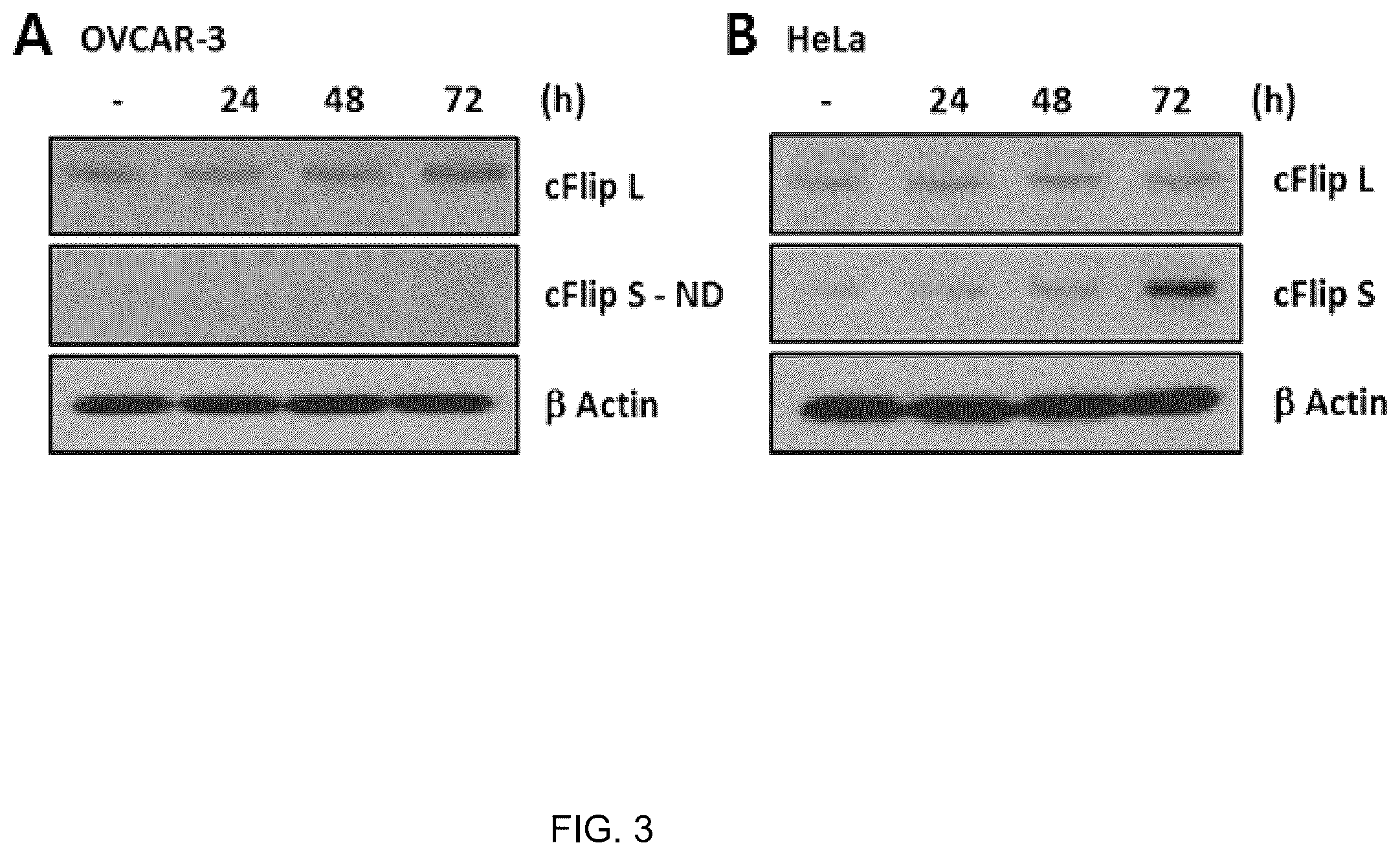 Patent US12377132 Figure 3 – Method for treating or sensitizing interferon beta resistant cancer comprising cFLIP siRNA