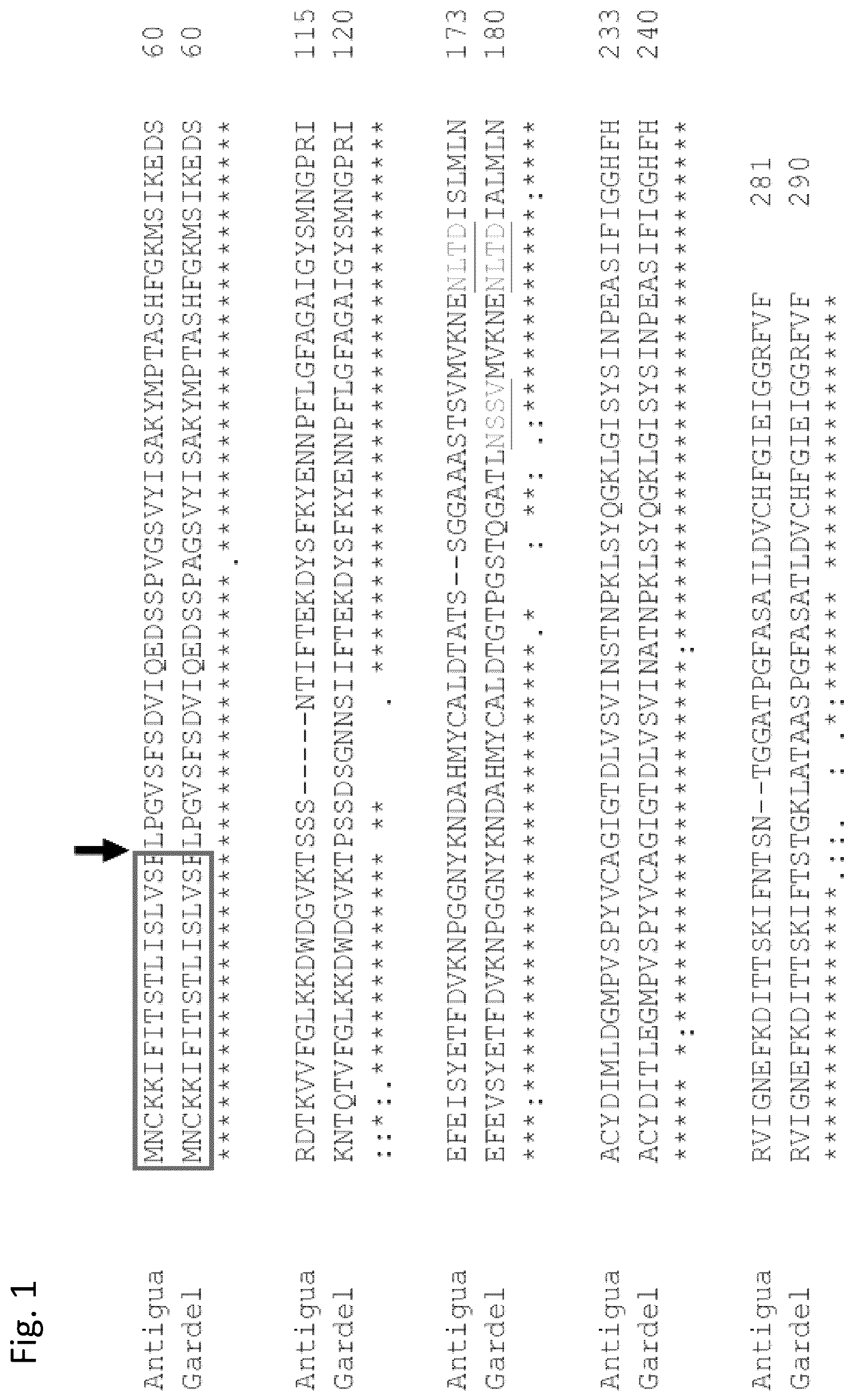 Patent US12377139 Figure 1 – Ehrlichia ruminantium immunogenic compositions and methods of using thereof