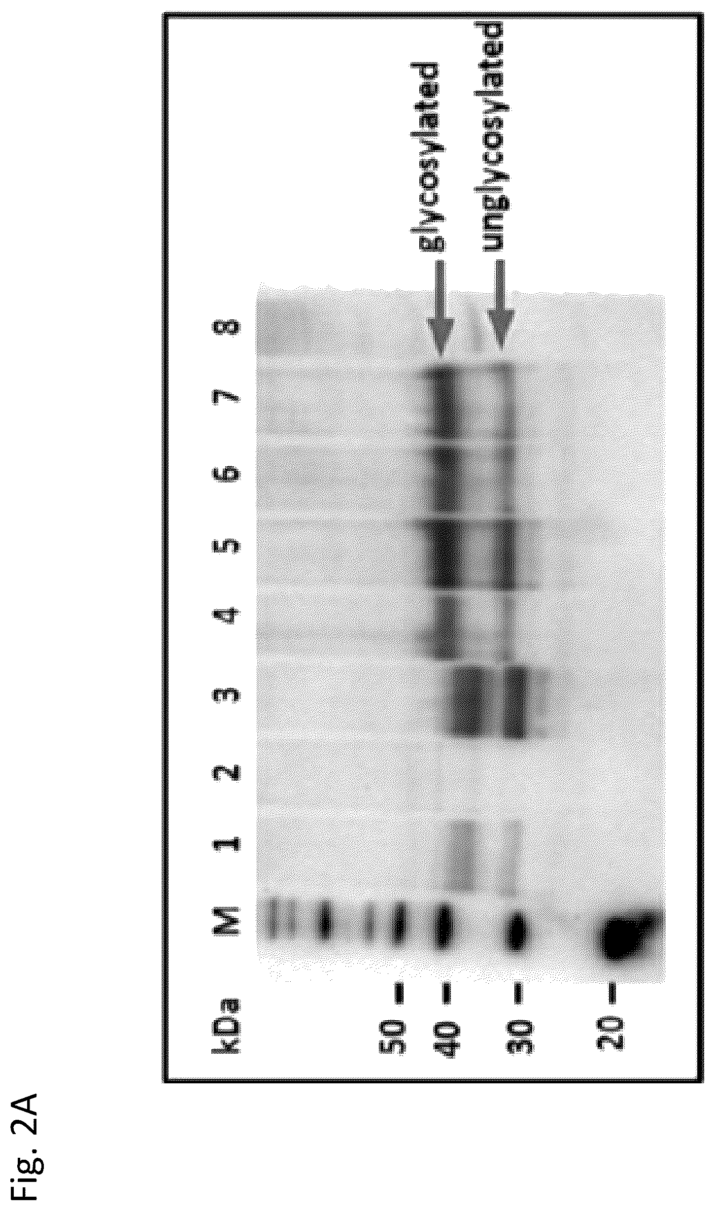 Patent US12377139 Figure 2 – Ehrlichia ruminantium immunogenic compositions and methods of using thereof