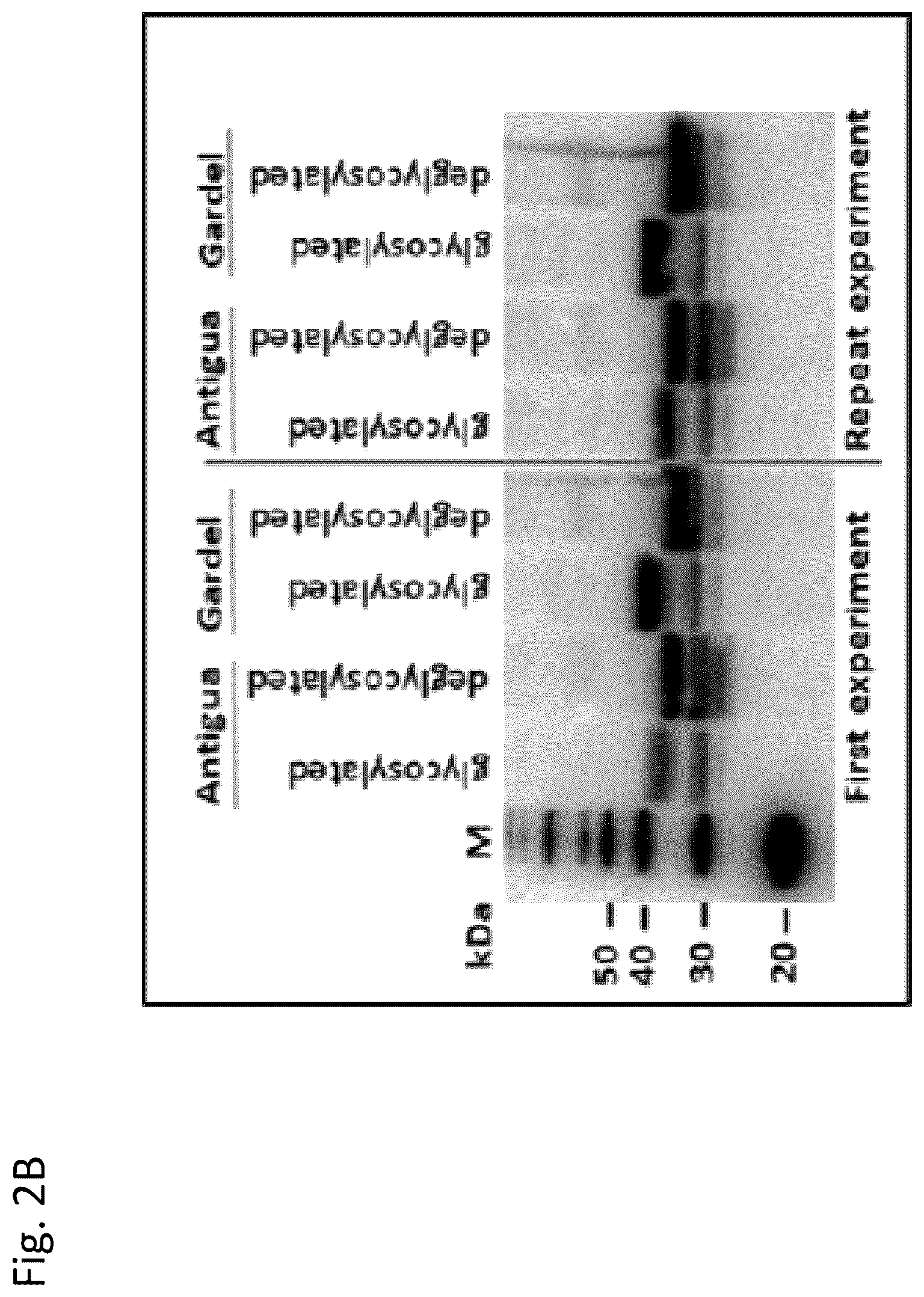 Patent US12377139 Figure 3 – Ehrlichia ruminantium immunogenic compositions and methods of using thereof