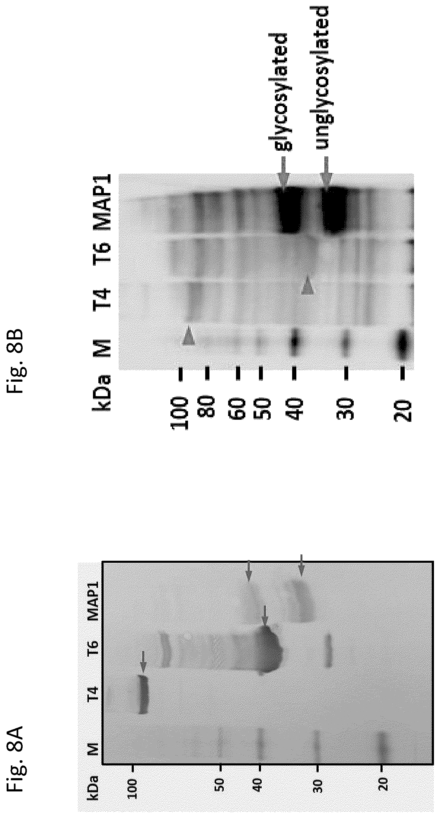 Patent US12377139 Figure 16 – Ehrlichia ruminantium immunogenic compositions and methods of using thereof