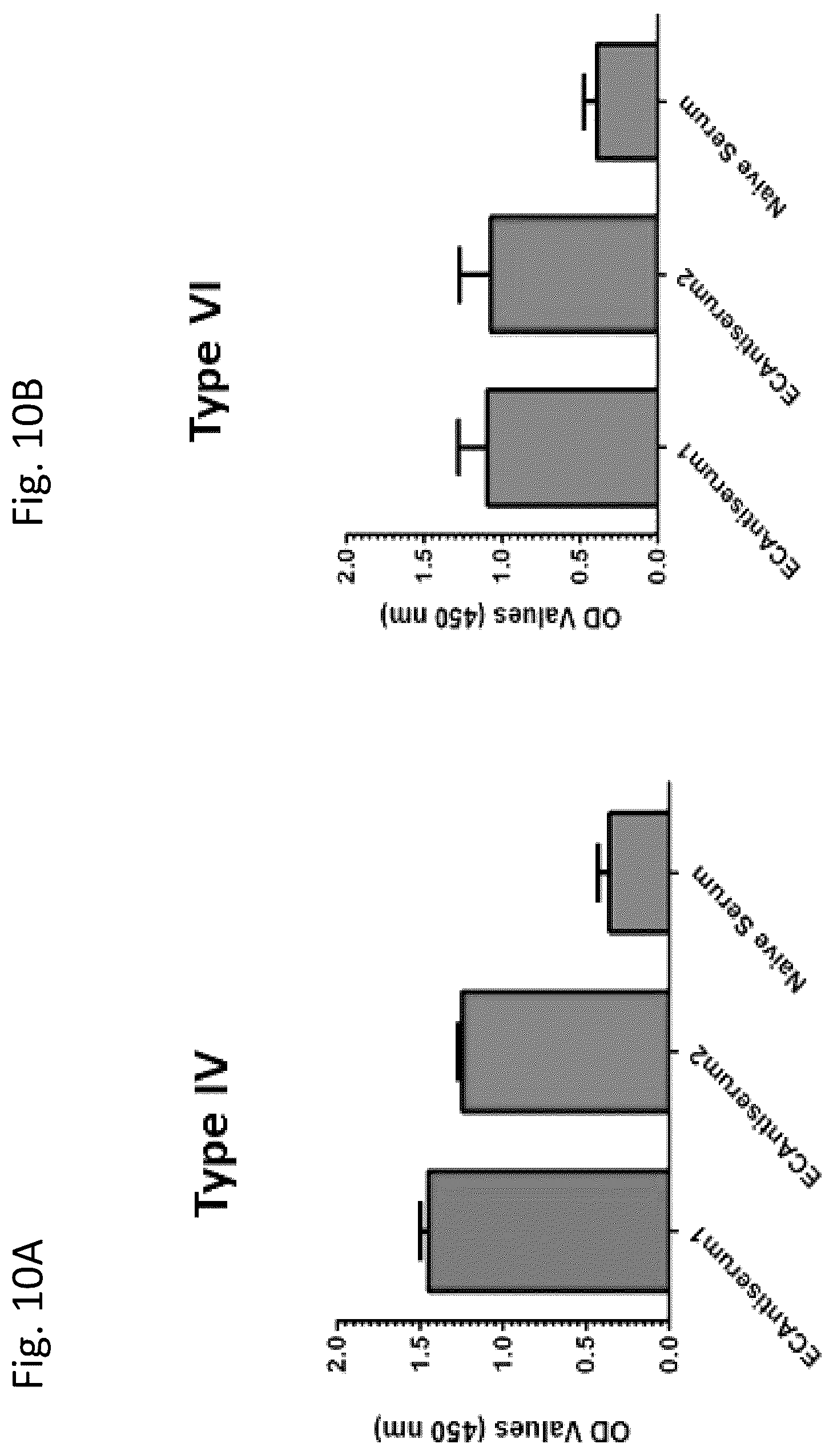 Patent US12377139 Figure 19 – Ehrlichia ruminantium immunogenic compositions and methods of using thereof
