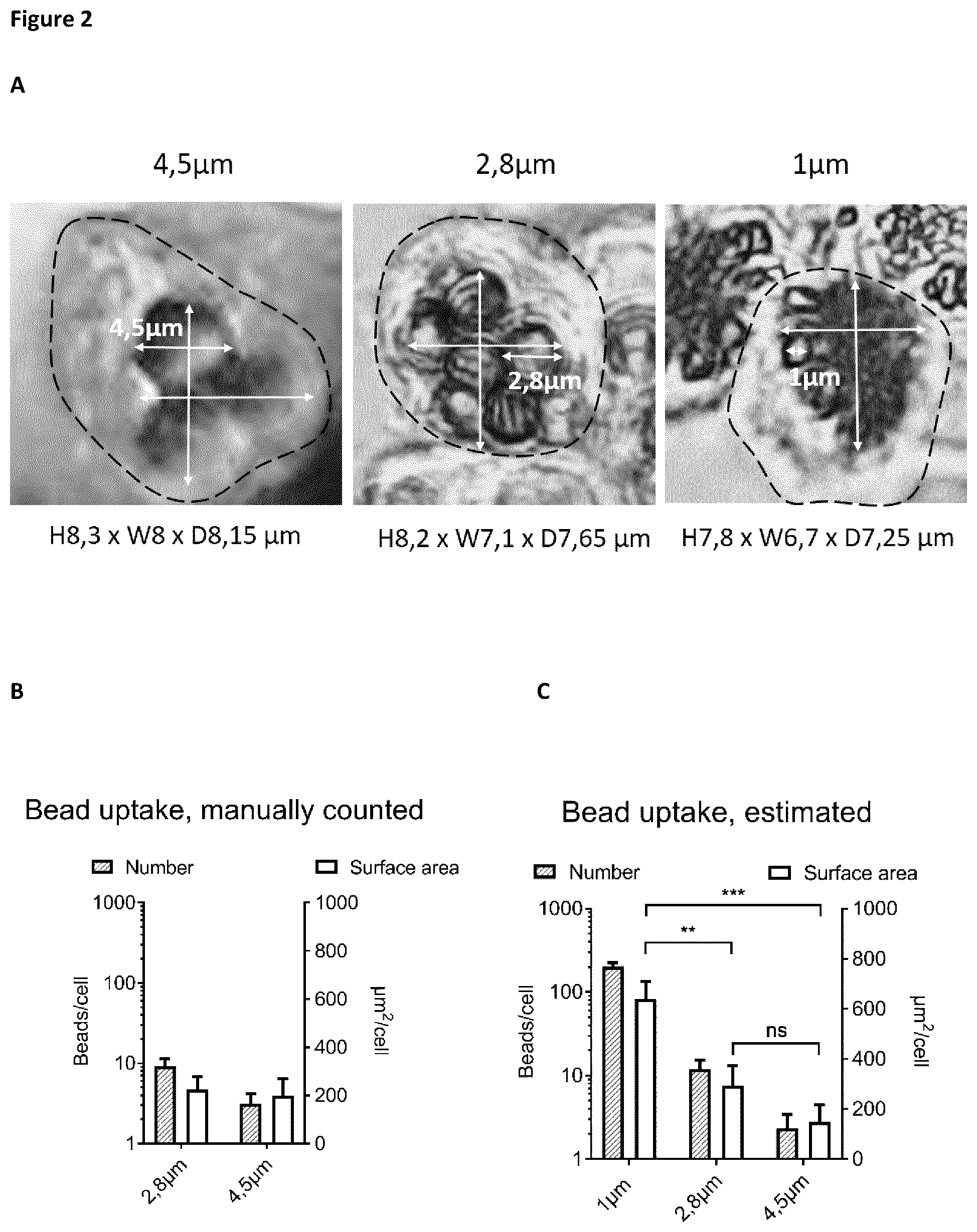 Patent US12377141 Figure 2 – Method for the expansion of HPV immunogen specific T-cells