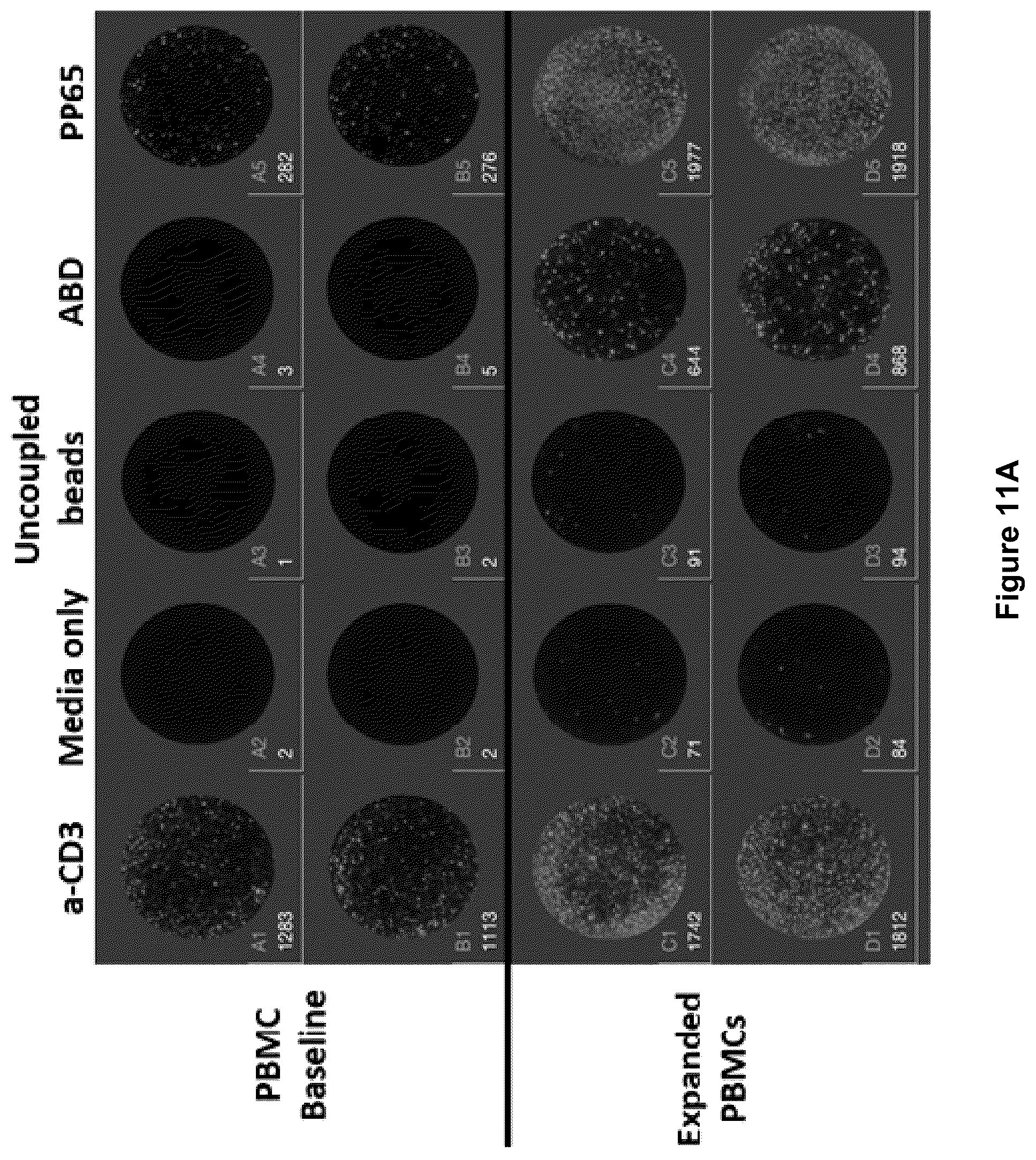 Patent US12377141 Figure 14 – Method for the expansion of HPV immunogen specific T-cells