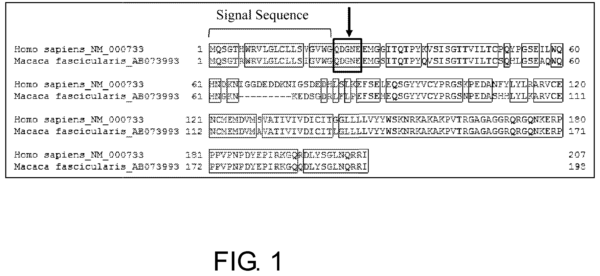 Patent US12377143 Figure 1 – Multiple antigen binding molecular fusion, pharmaceutical composition, method for identifying linear epitope, and method for preparing multiple antigen binding molecular fusion