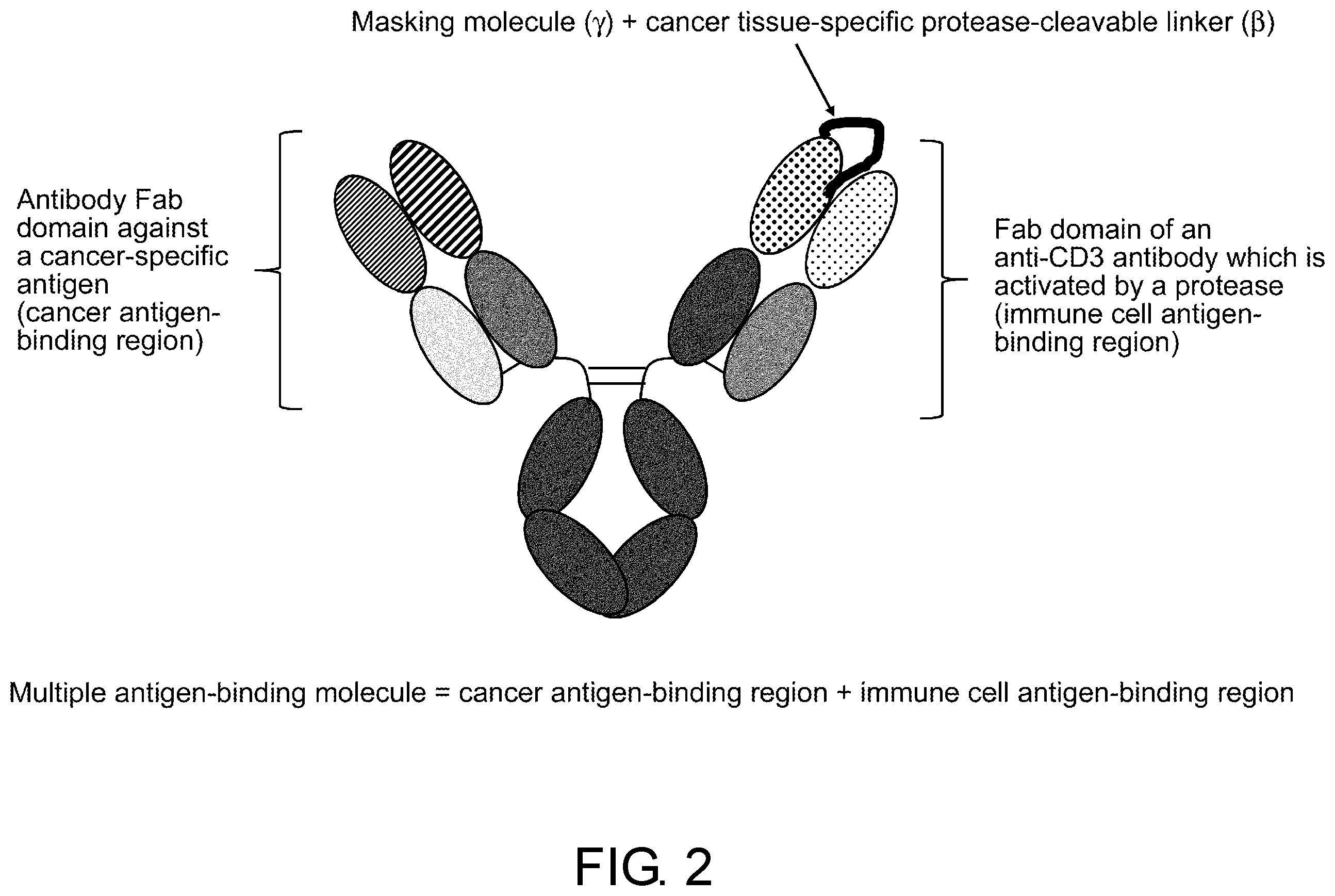 Patent US12377143 Figure 2 – Multiple antigen binding molecular fusion, pharmaceutical composition, method for identifying linear epitope, and method for preparing multiple antigen binding molecular fusion