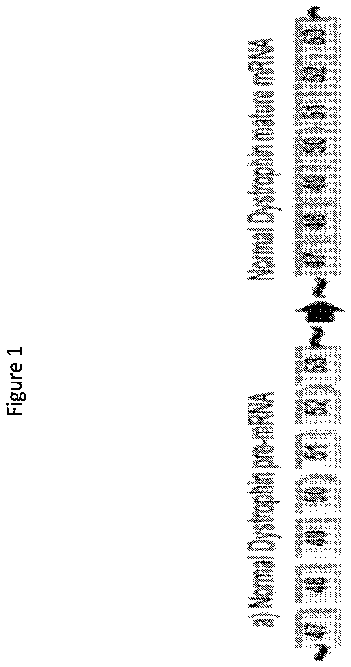 Patent US12377150 Figure 1 – Exon skipping oligomer conjugates for muscular dystrophy
