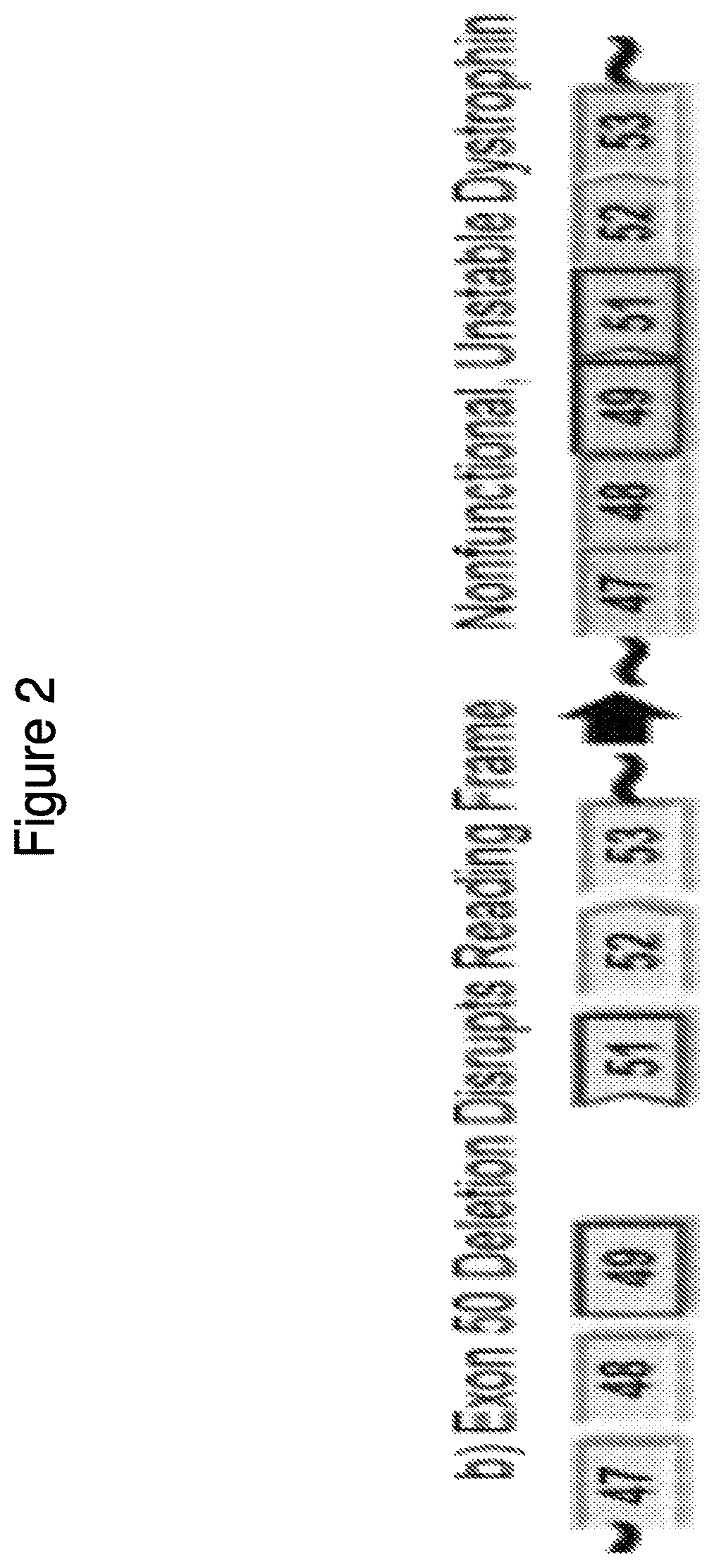 Patent US12377150 Figure 2 – Exon skipping oligomer conjugates for muscular dystrophy