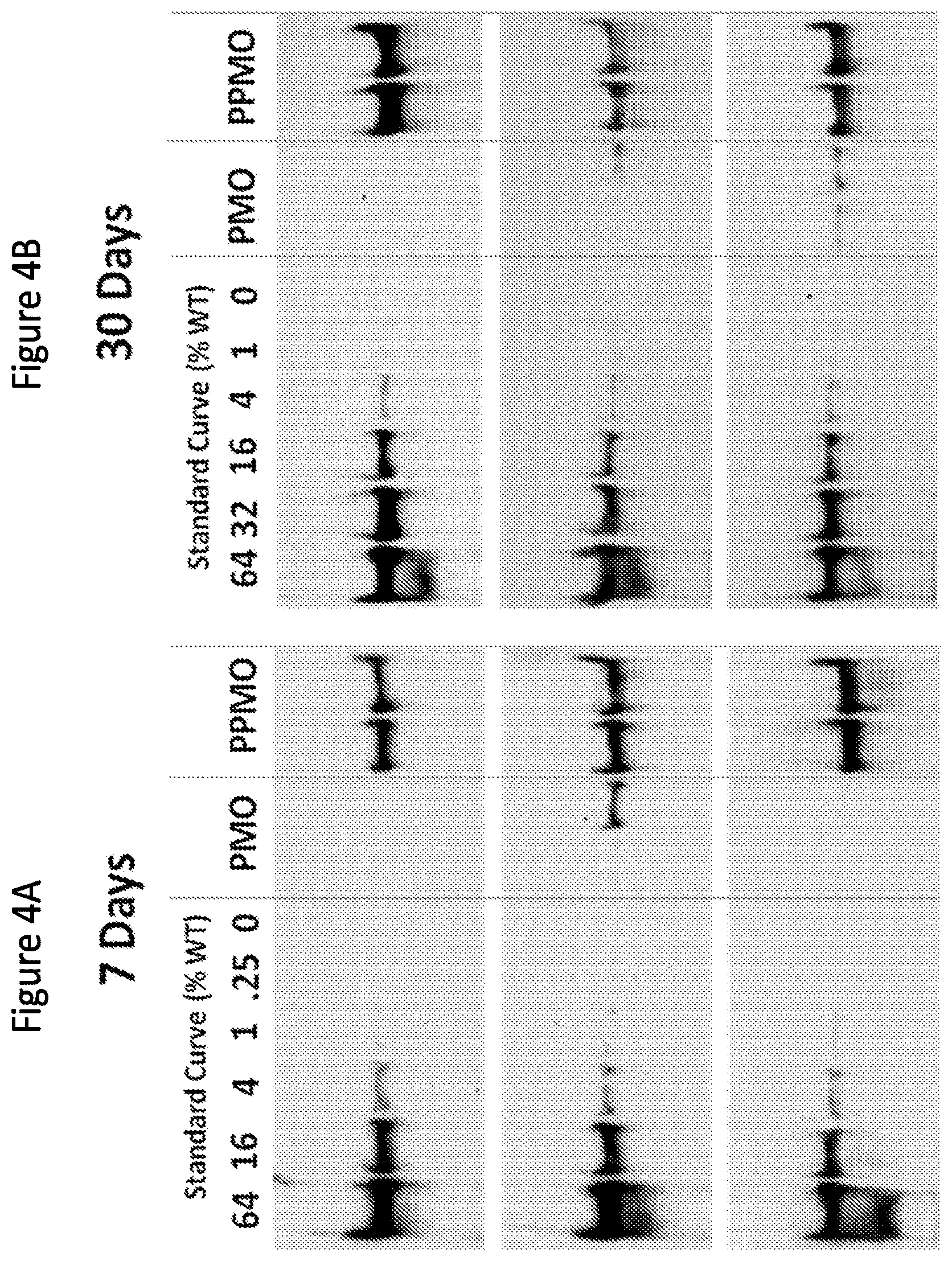 Patent US12377150 Figure 4 – Exon skipping oligomer conjugates for muscular dystrophy