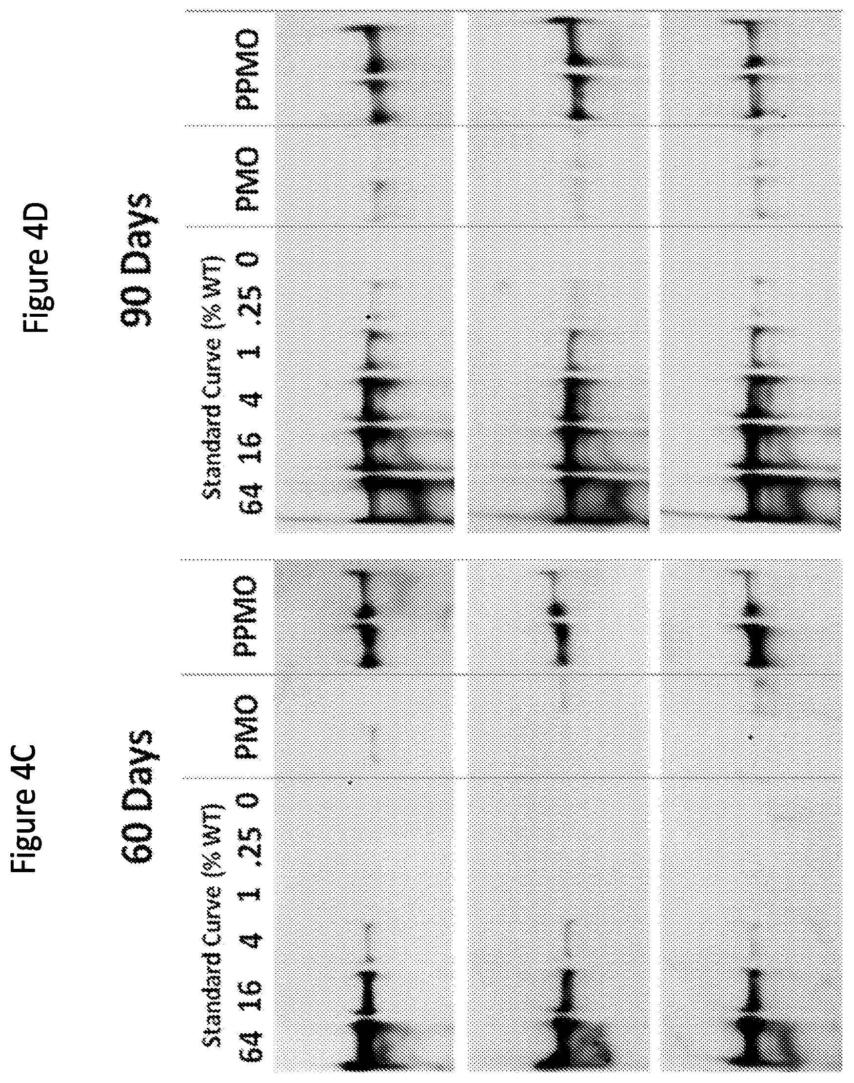 Patent US12377150 Figure 5 – Exon skipping oligomer conjugates for muscular dystrophy