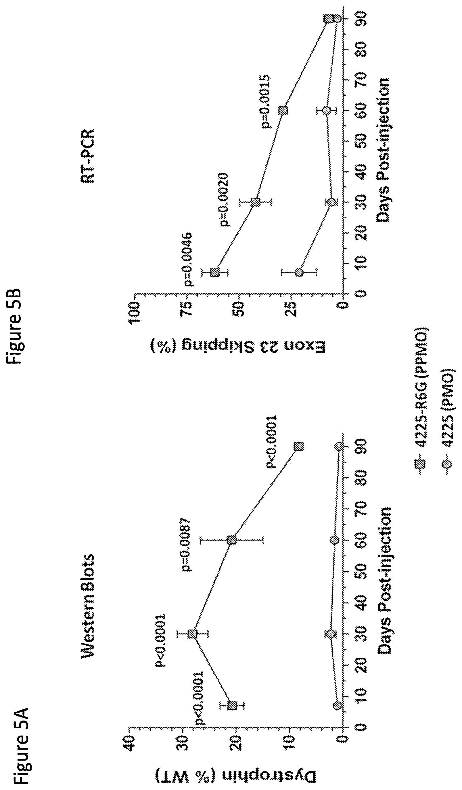 Patent US12377150 Figure 6 – Exon skipping oligomer conjugates for muscular dystrophy