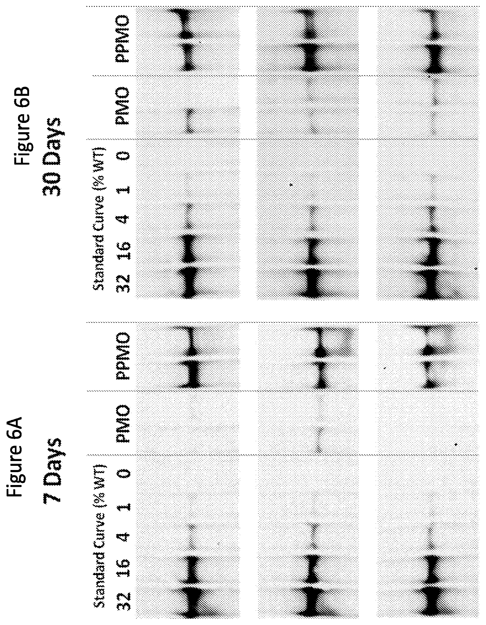 Patent US12377150 Figure 7 – Exon skipping oligomer conjugates for muscular dystrophy