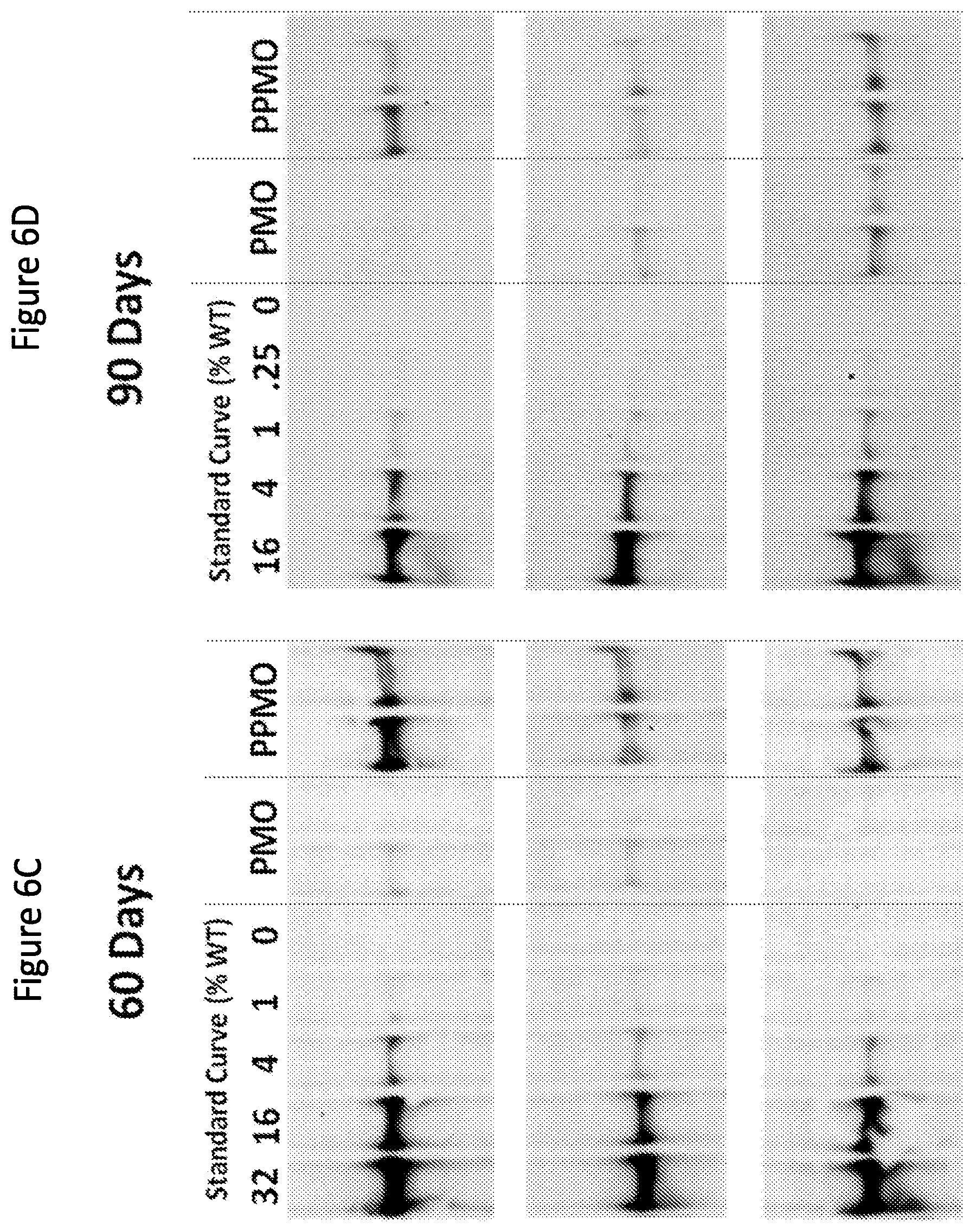 Patent US12377150 Figure 8 – Exon skipping oligomer conjugates for muscular dystrophy